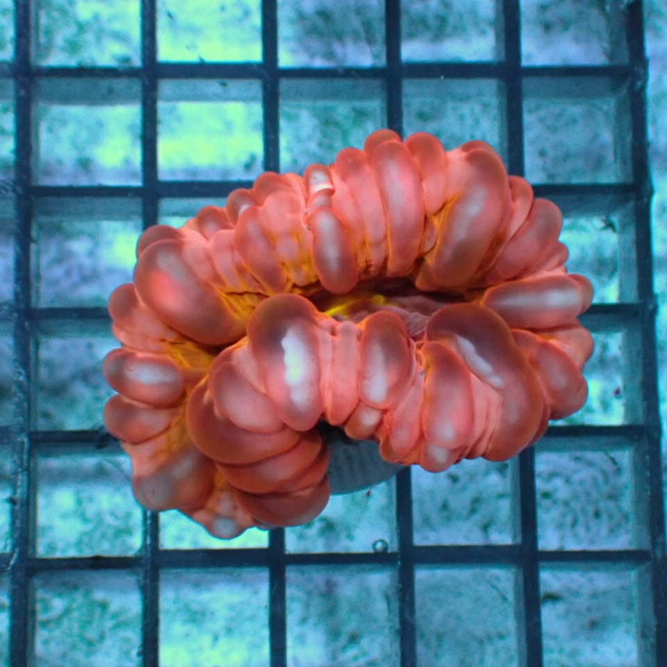 天然ライブロック Sグレード 1kg | HOUSE REEF(ハウスリーフ)サンゴ