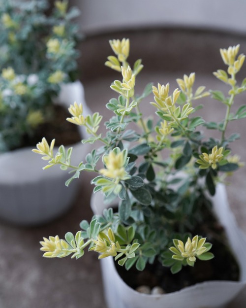 ロータス　ブリムストーン　2.5号