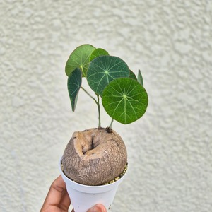♡ ユニークなフォルム♡〚ステファニア エレクタ〛Stephania Erecta / ステファニアピエレイ 塊根植物 コーデックス 抜き苗 発芽済