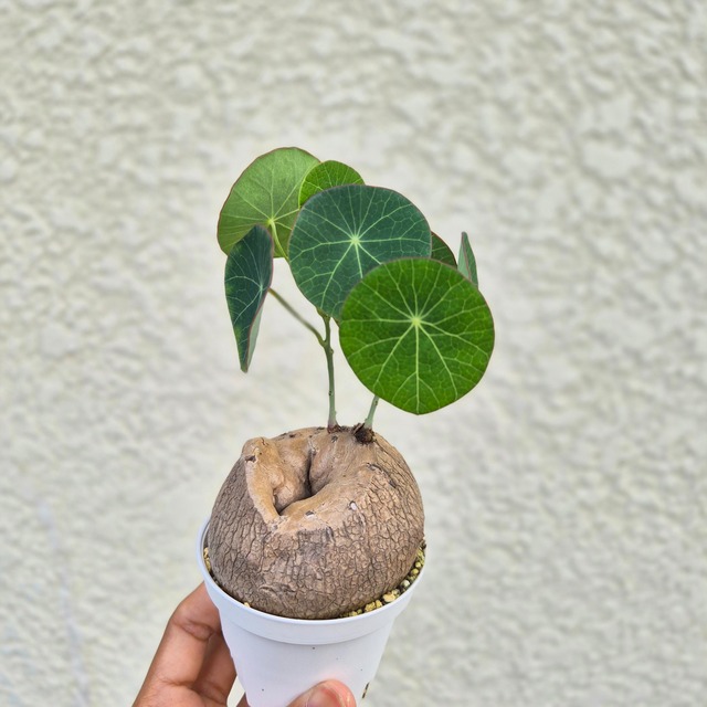 ♡ ユニークなフォルム♡〚ステファニア エレクタ〛Stephania Erecta / ステファニアピエレイ 塊根植物 コーデックス 抜き苗 発芽済