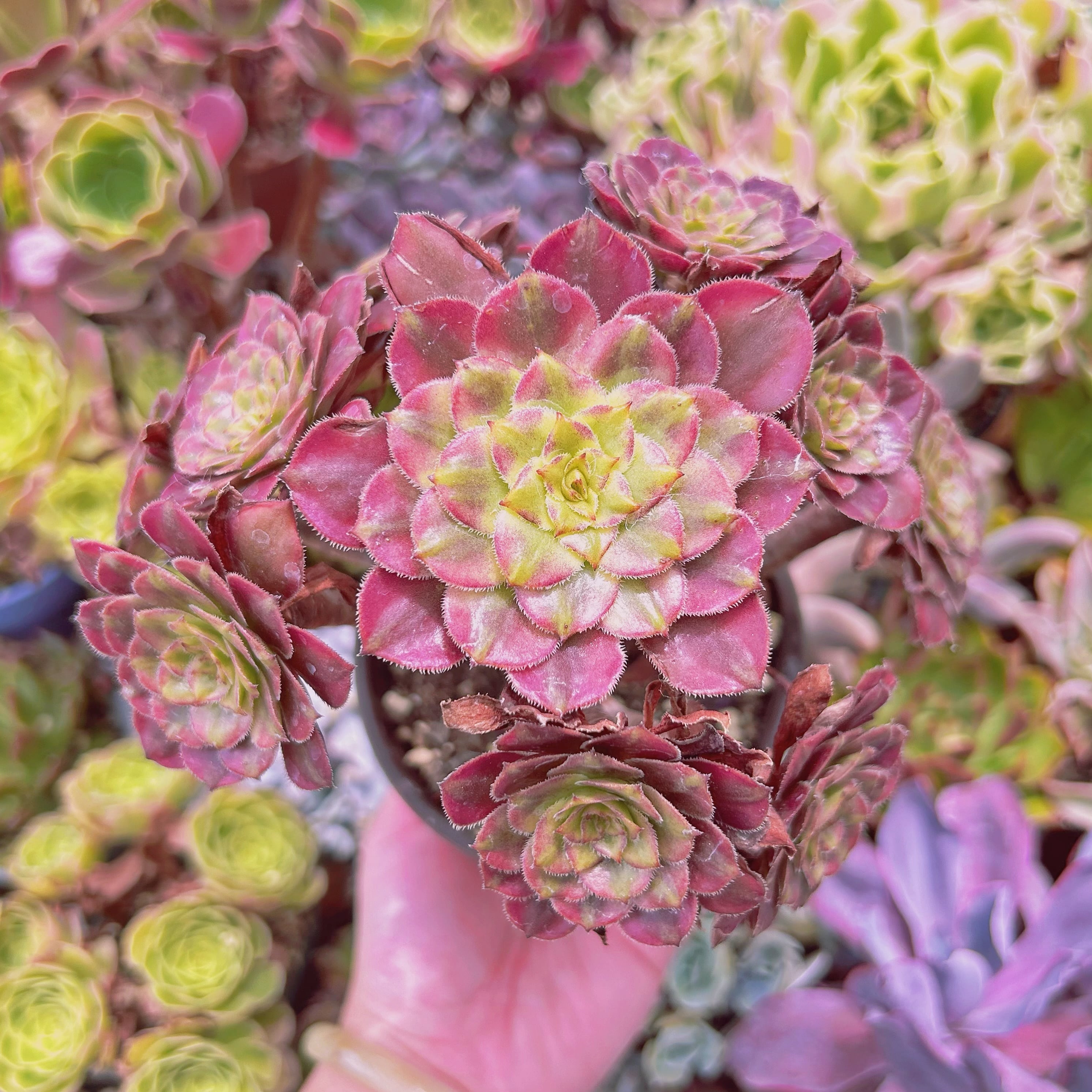 現物　多肉植物　美姫(Aeonium)　特大群生　抜き苗