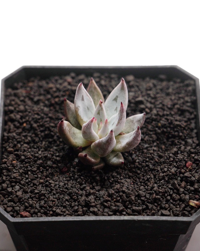 カット苗 アンギキュラータ ミニ株 Echeveria unguiculata
