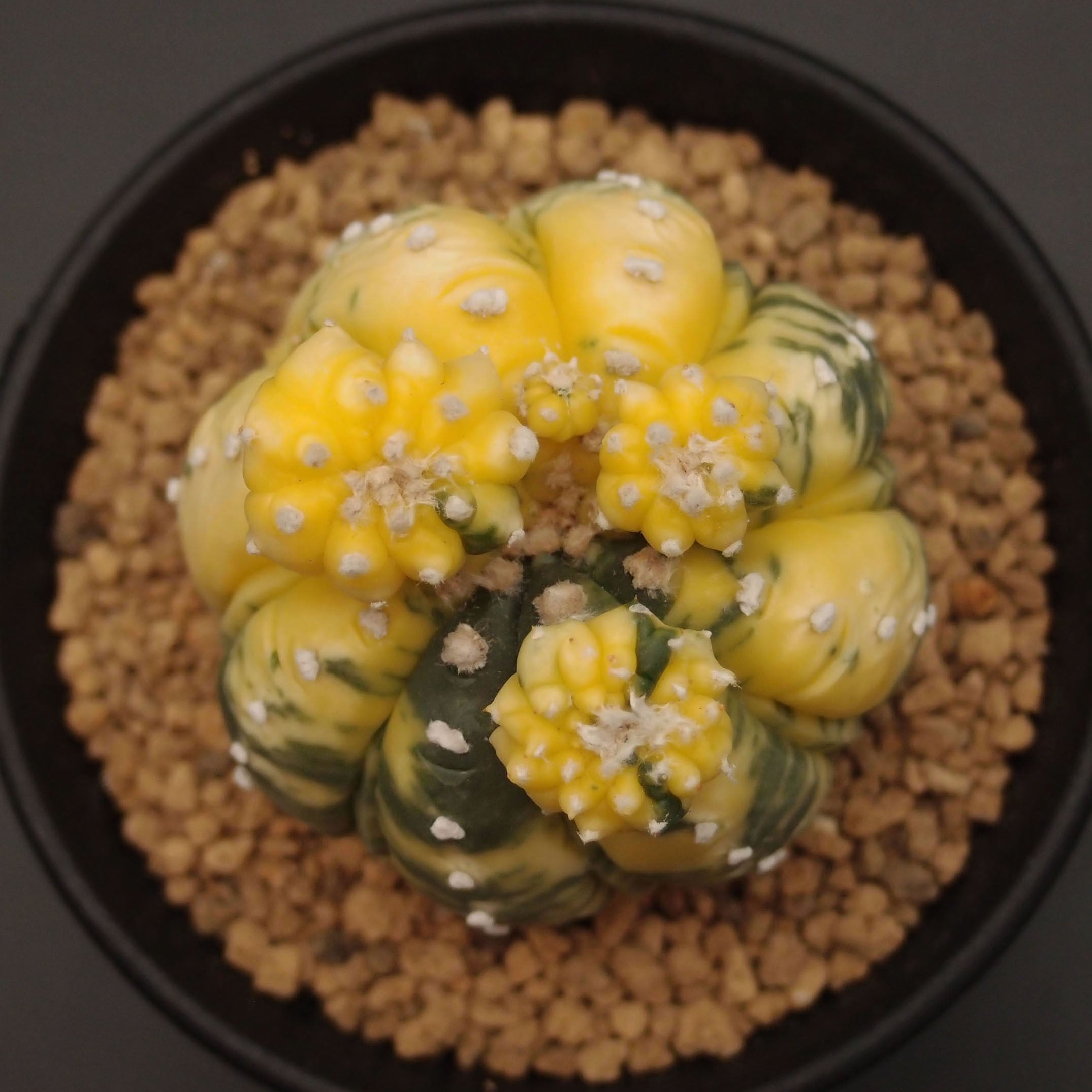 アストロフィツム属 | 万緑 BAN RYOKU