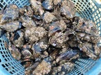 【特価：付着物有り】■1箱：17kg入り【釣り餌用 ムール貝】（無選別/サイズ混合/掃除なし） 5