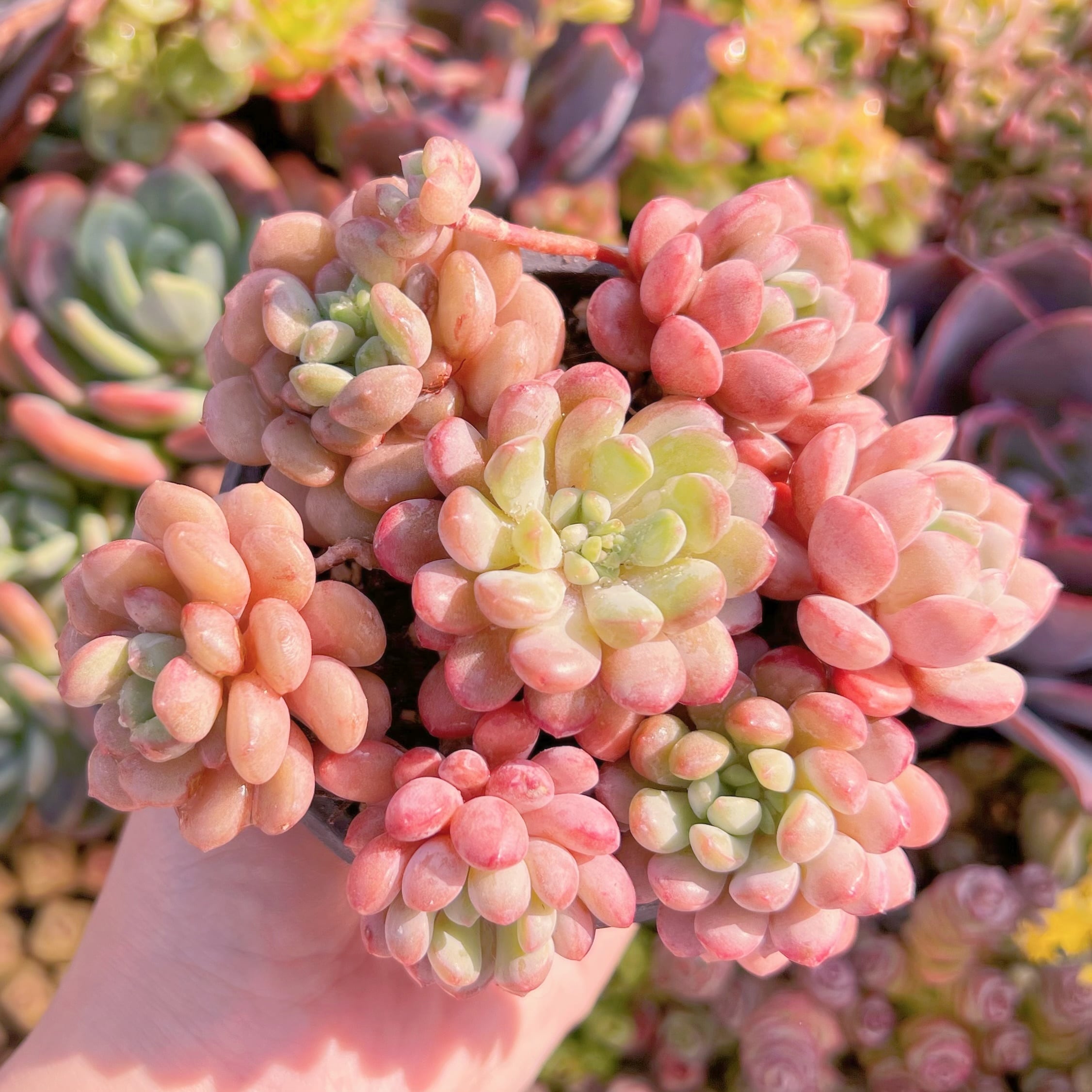 現品　Red Egg#A082　新入荷　るる農園