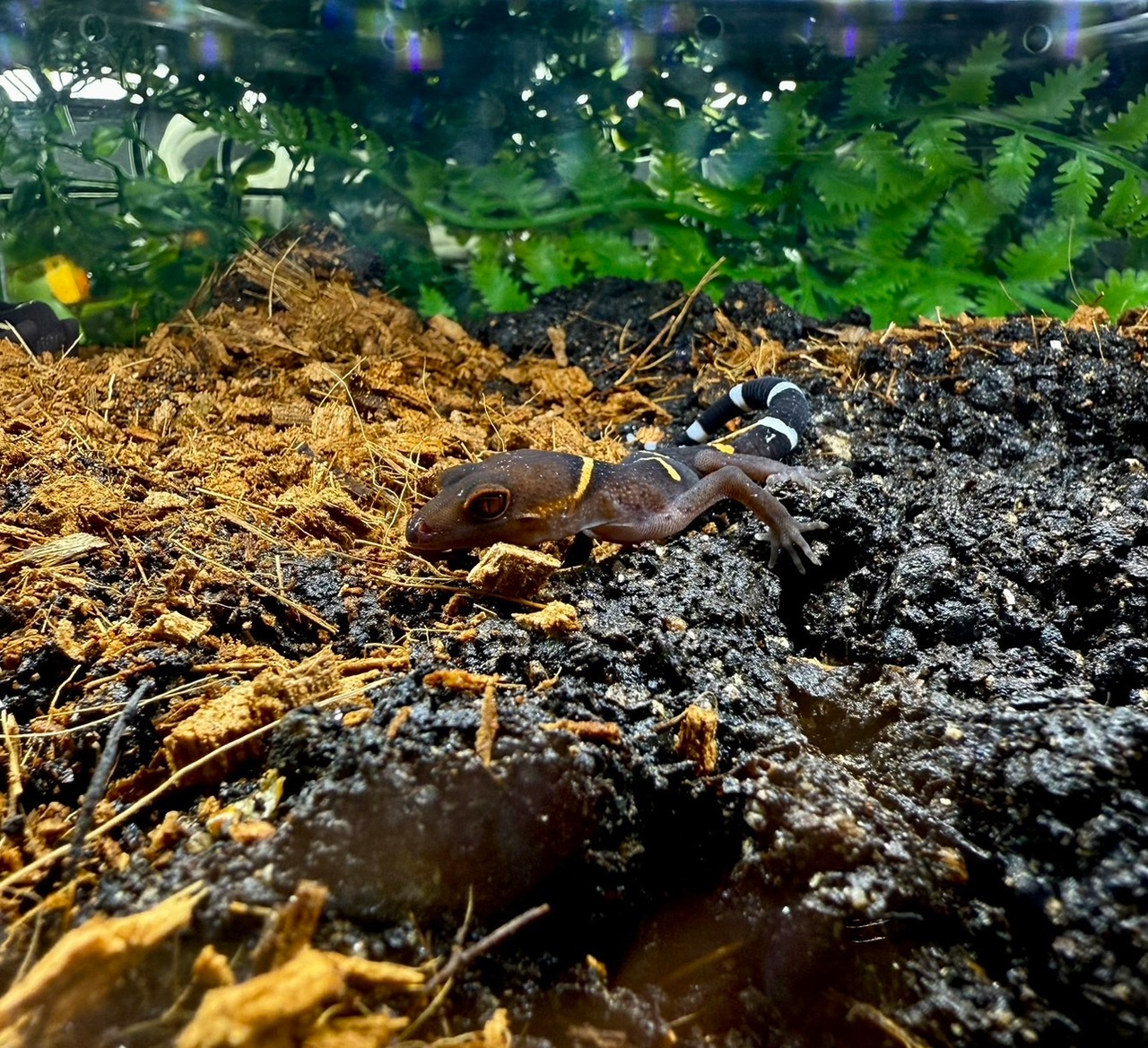 ハイナントカゲモドキ - 1