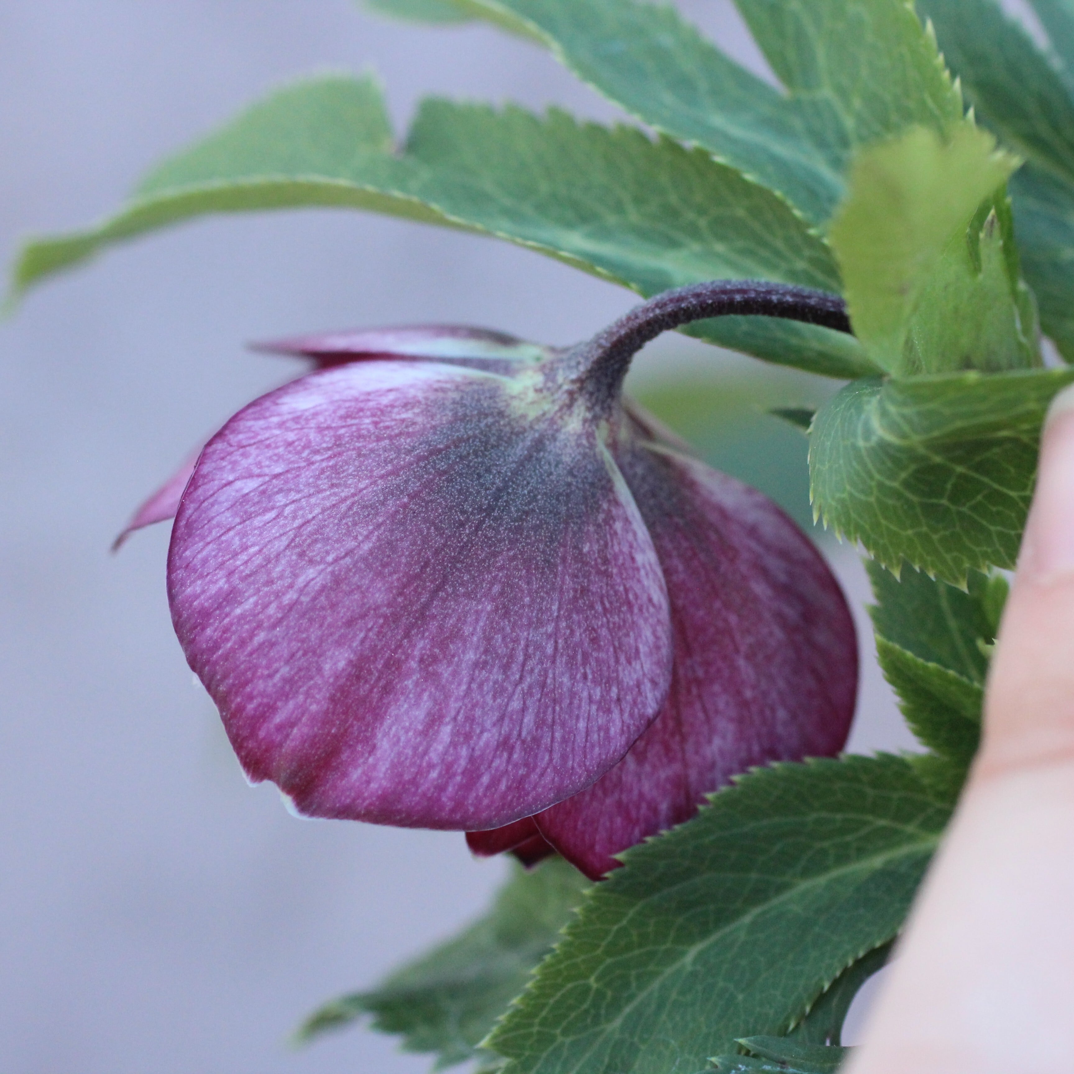 バ*カ様 クリスマスローズ ウィンターシンフォニー 「写楽」 CoppiceGARDEN - クリスマスローズ ウィンターシンフォニー 「写楽