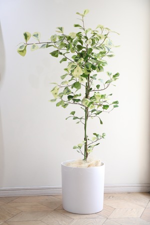 【L/120cm】フィカス トライアンギュラリス バリエガータ/Ficus