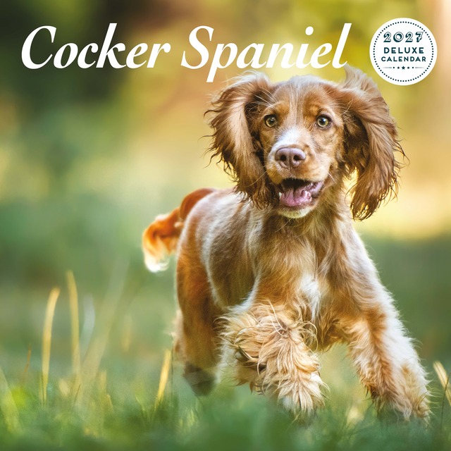 【2027年版】英国製犬種カレンダー【コッカースパニエル】 DELUXE 2027年版