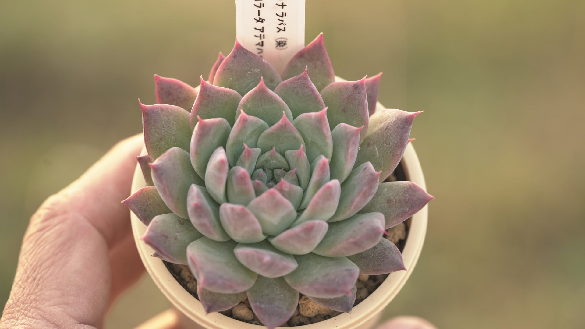 Aセット エケ苗3種セット | クアトロ