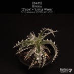 【送料無料】Dyckia 'Z'gok' × 'Little Wing' OTTO #ZL102〔ディッキア〕現品発送D0471