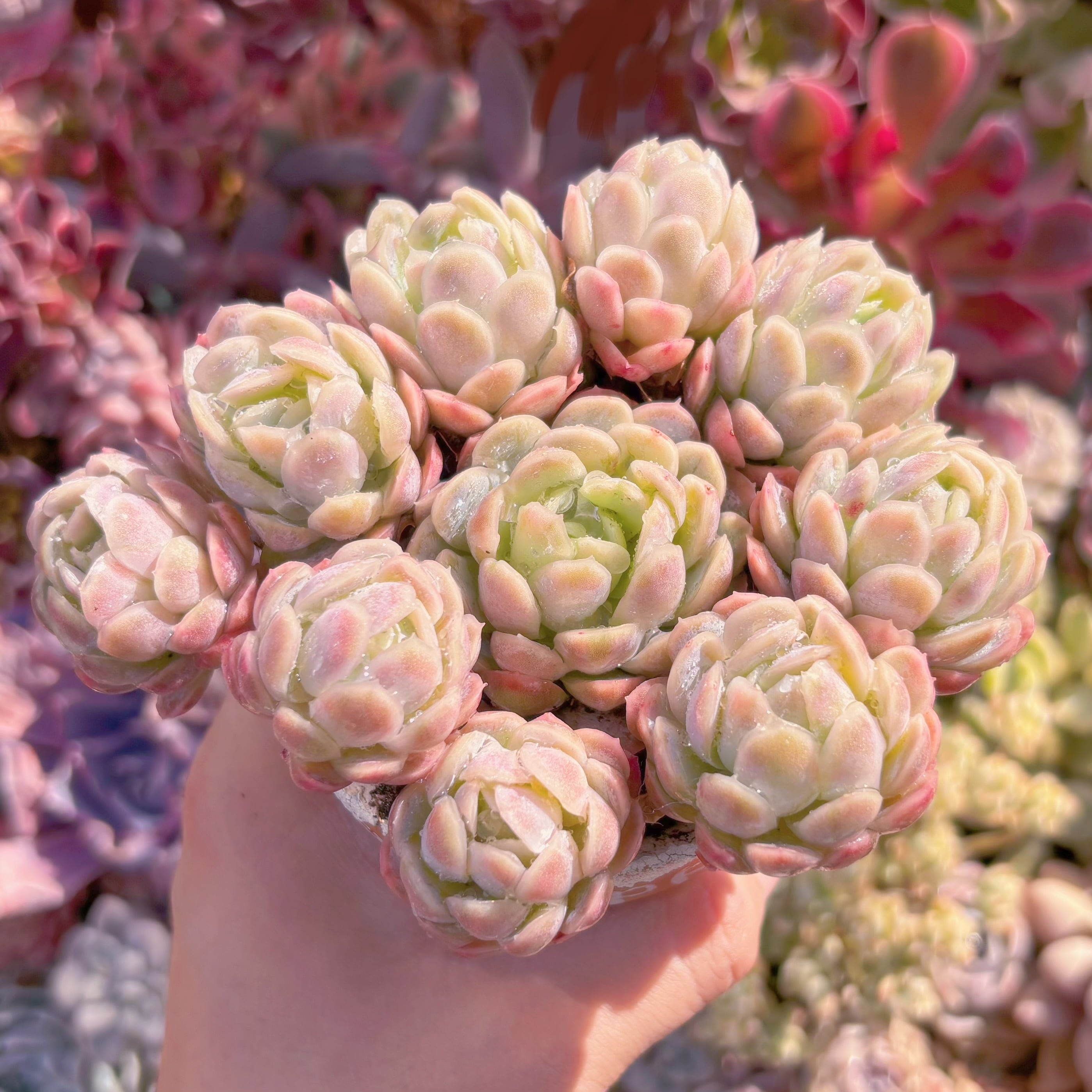 多肉植物 ラズベリーアイス錦 大群生 るる農園 | るる農園~多肉植物専門