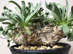 オトンナ レトロルサ