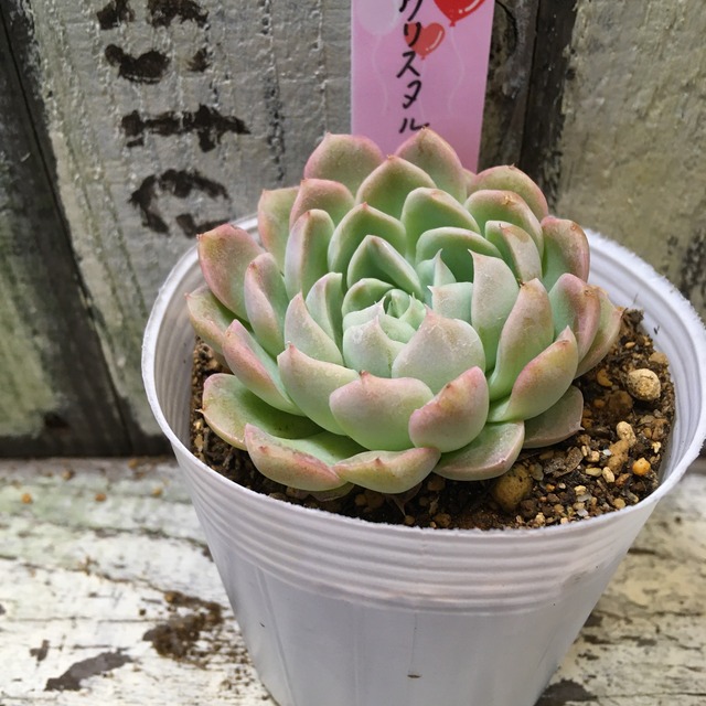 クリスタル Rupo 多肉植物専門店