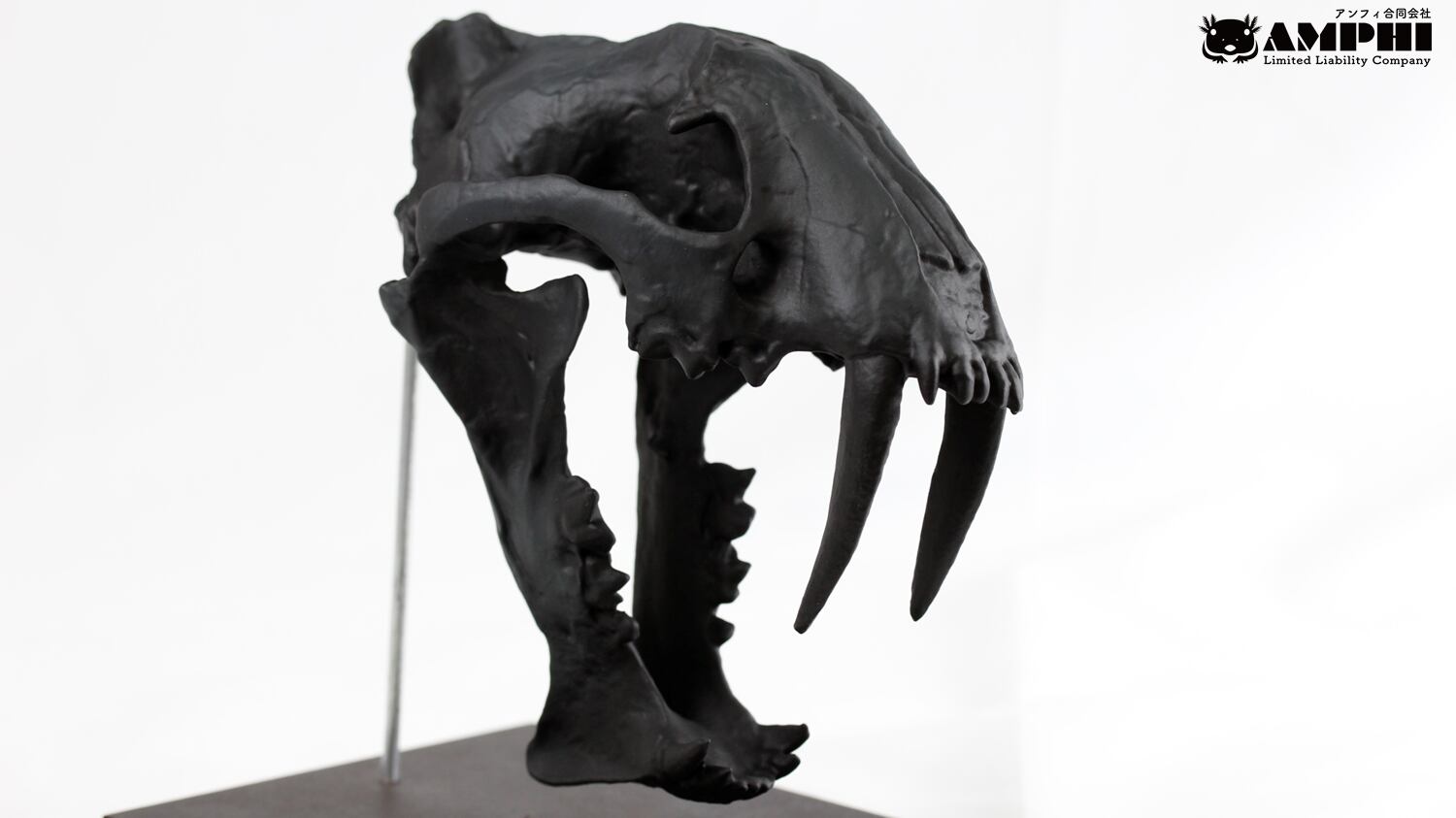 サーベルタイガーの一種 ホプロフォネウス（Hoplophoneus）等倍頭骨
