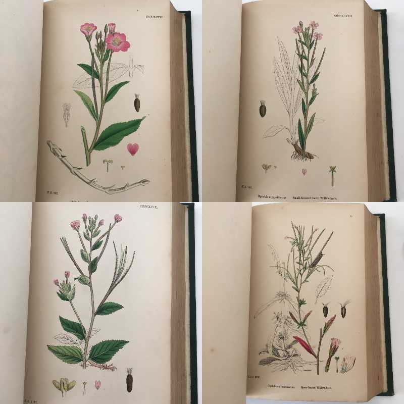 植物図鑑 植物画 Sowerby English Botany イギリス 英国 植物図鑑 Vol 4 1865年 銅版画手彩色 カラープレート1枚 ボタニカルアート 博物画 小さなワクワク べるりんのーと