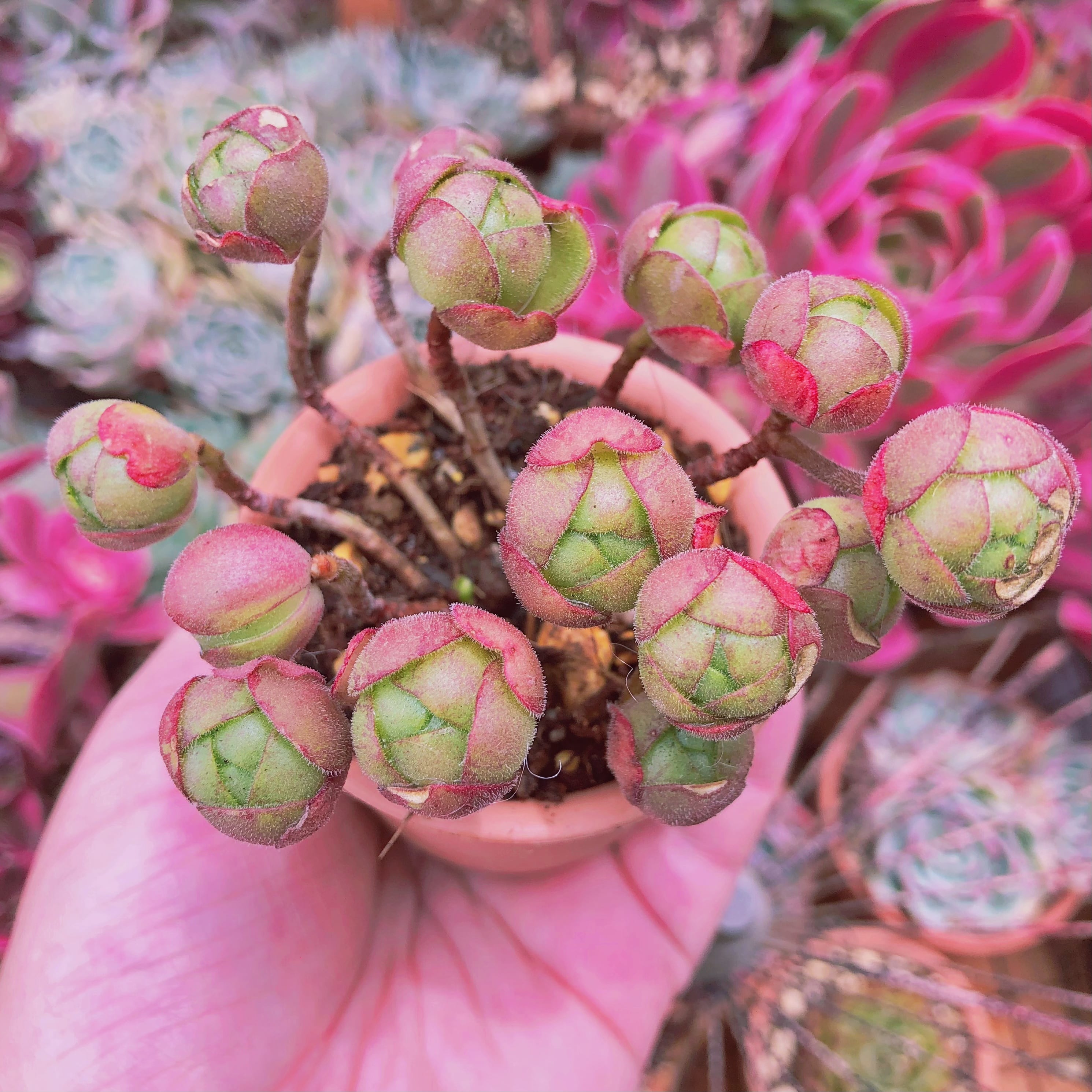 多肉植物^o^ オルペット 【公式通販】