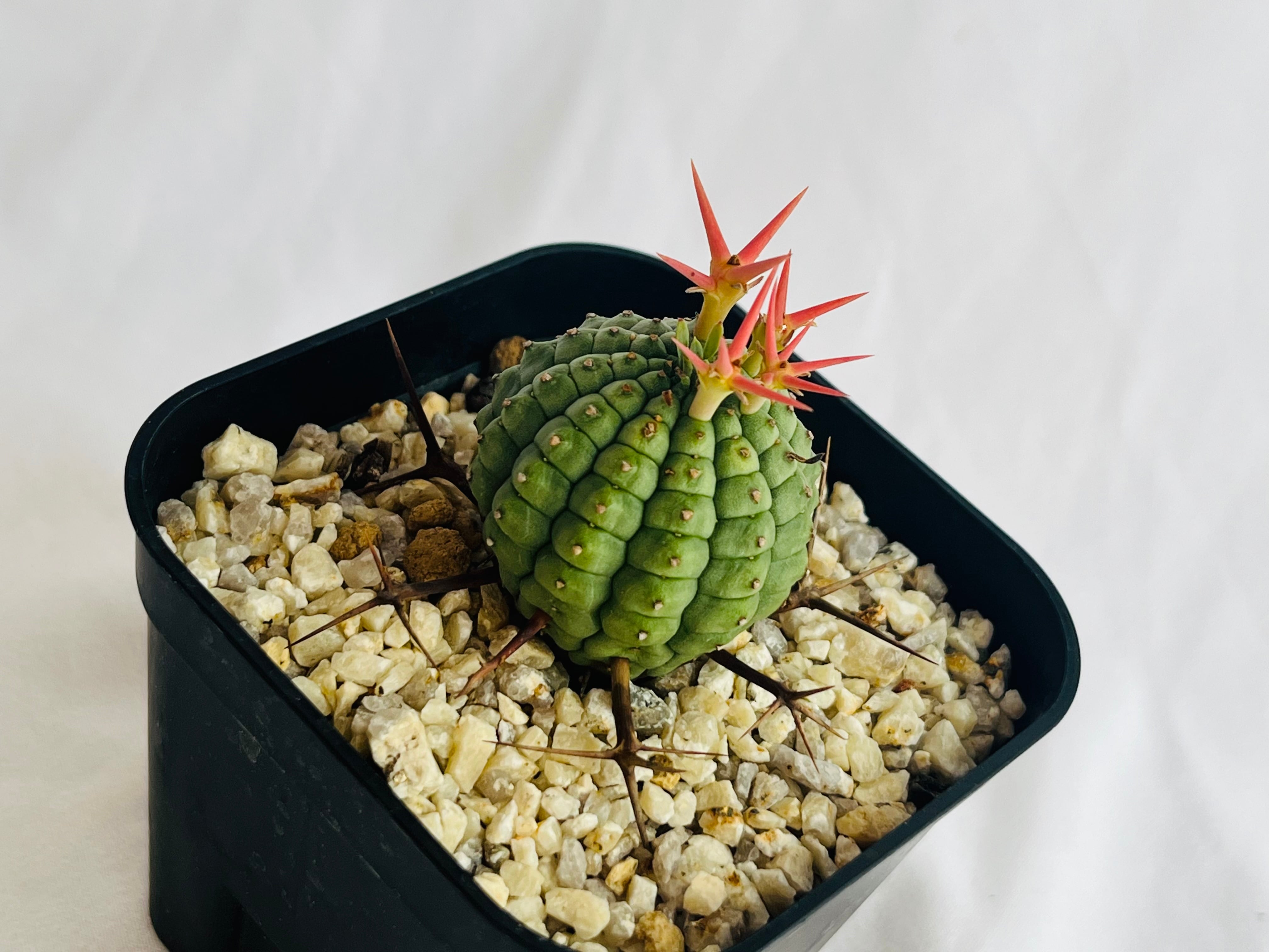 Euphorbia stellispina ユーフォルビア 群星冠 多肉植物 | plants MARU