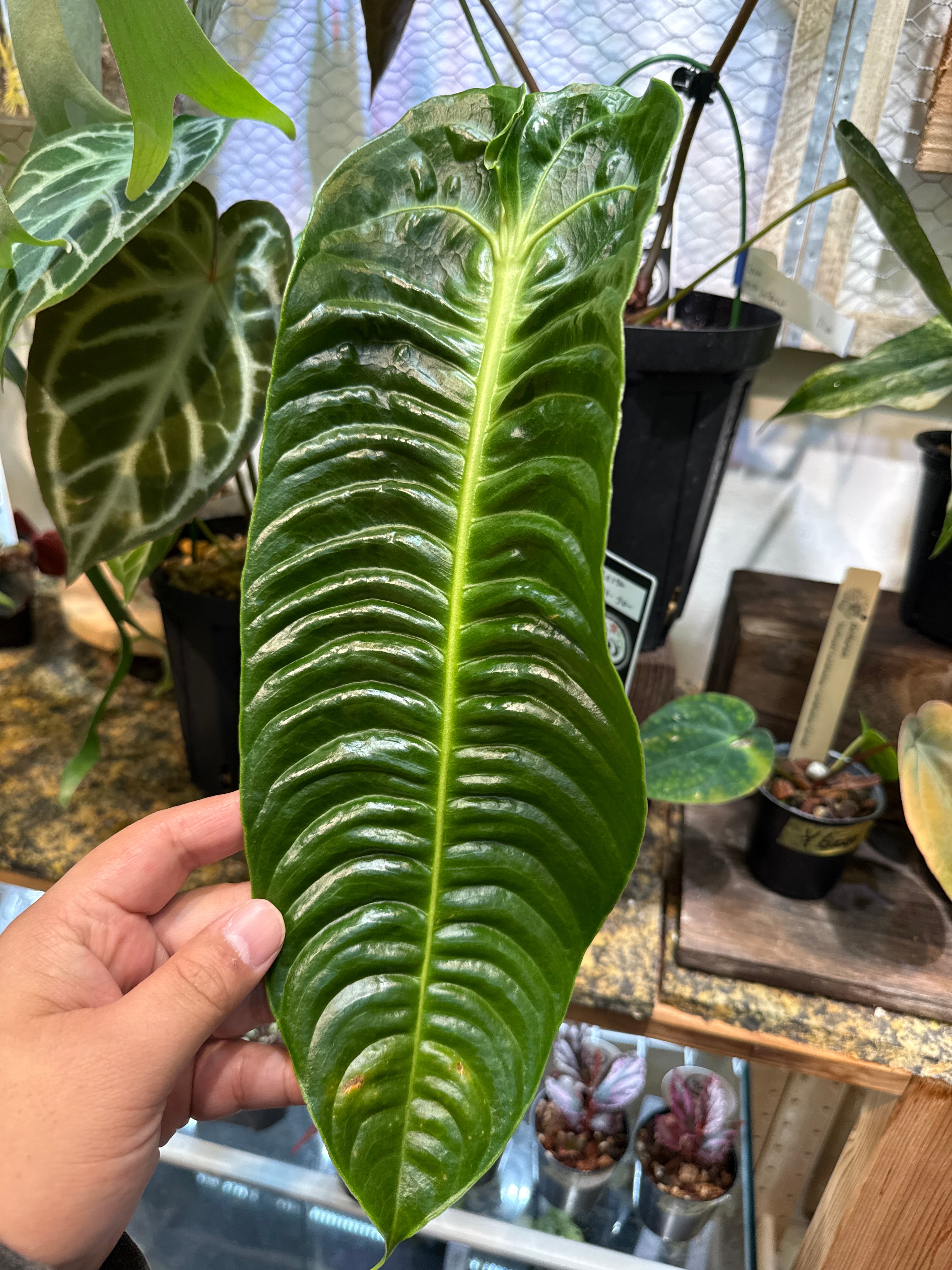 アンスリウム ベイチー 'narrow' | Gardenえん 【観葉熱帯植物】