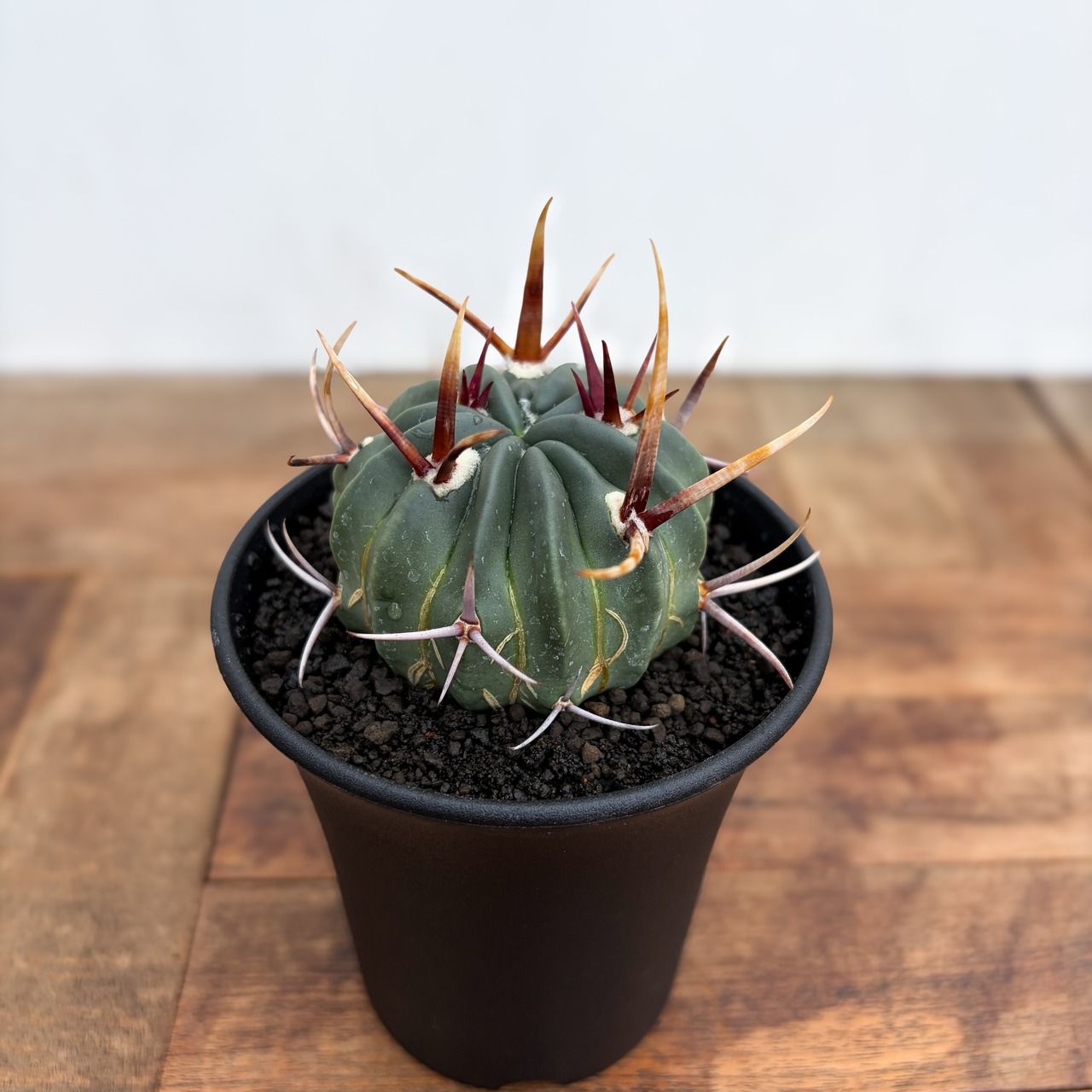 Echinofossulocactus coptonogonus【エキノフォスロカクタス・強棘竜剣丸】