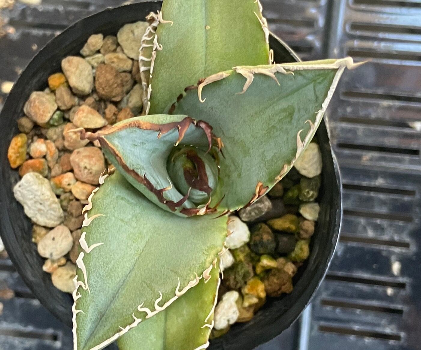 【 F-1 】oteroi seedling ①