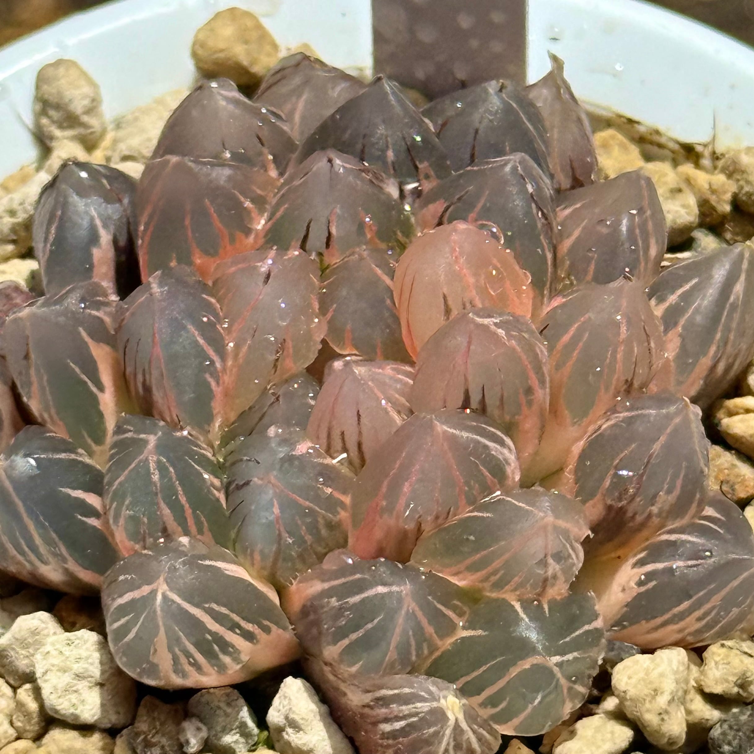 紫王オブツーサ錦 B157 糊斑超美株 | 珍しいハオ楽園