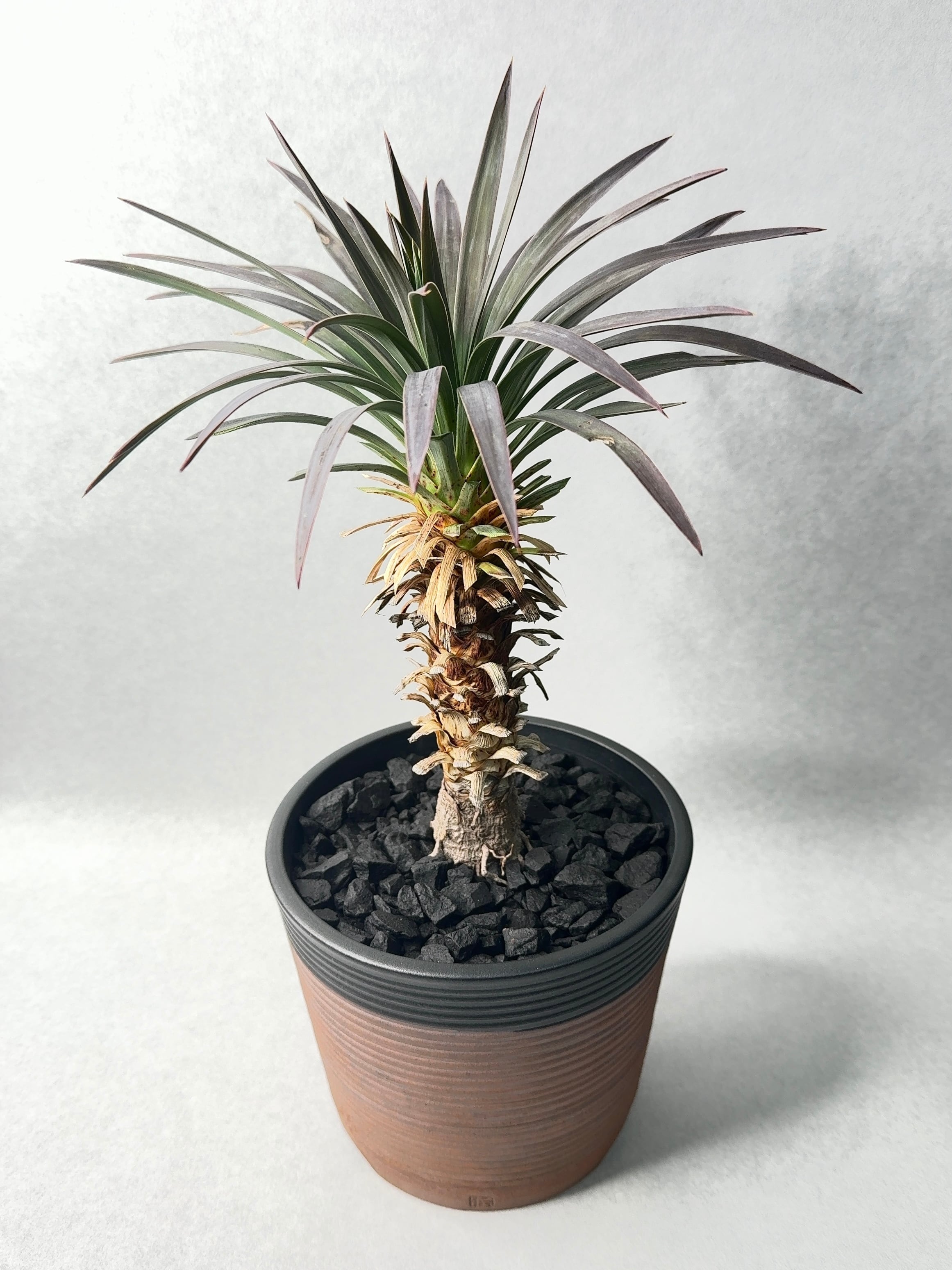 フェロカクタス・巨鷲玉 | trigger