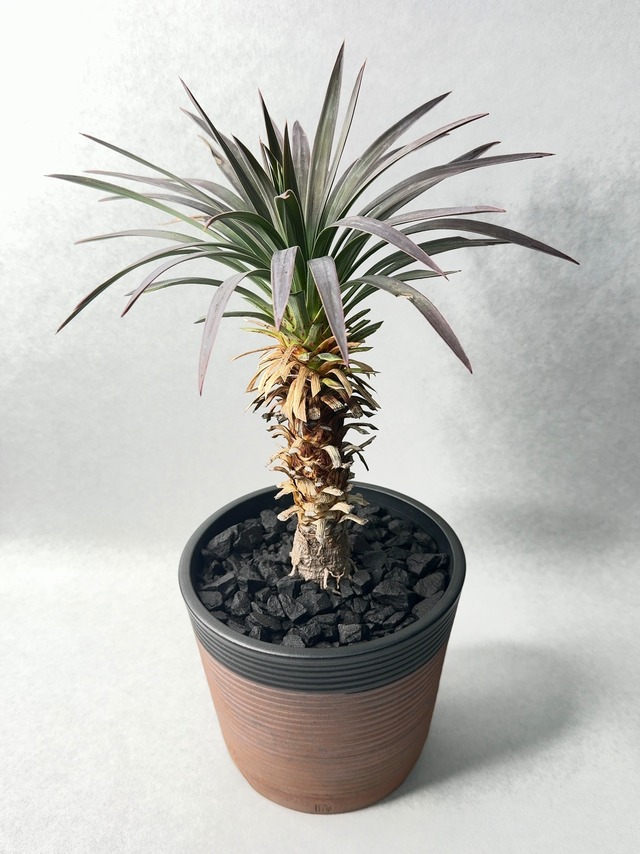 ６４.ユッカ・ディスメティアーナ