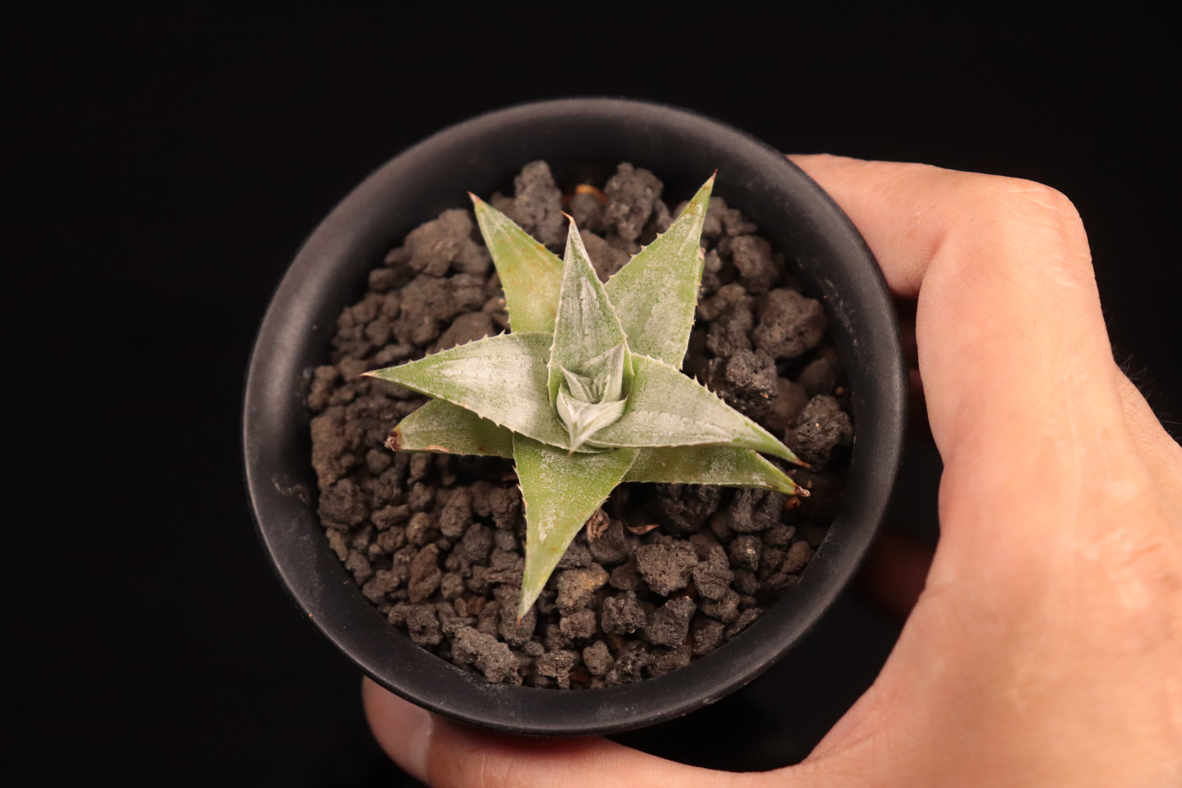 送料無料】Dyckia 'Zebra'〔ディッキア〕現品発送D0474 | plane plants