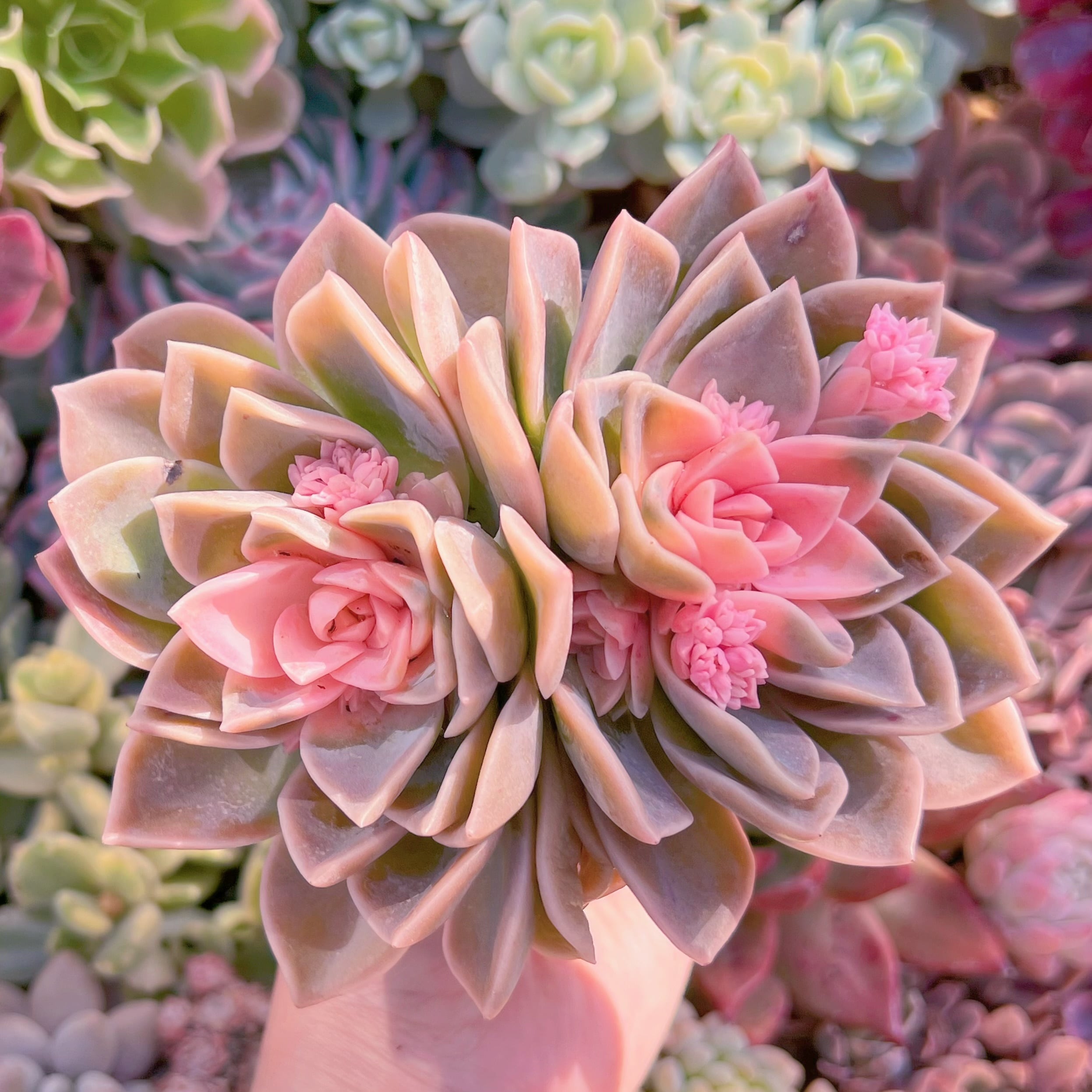 現品　ラブリーローズx白牡丹#821　2頭群生　るる農園