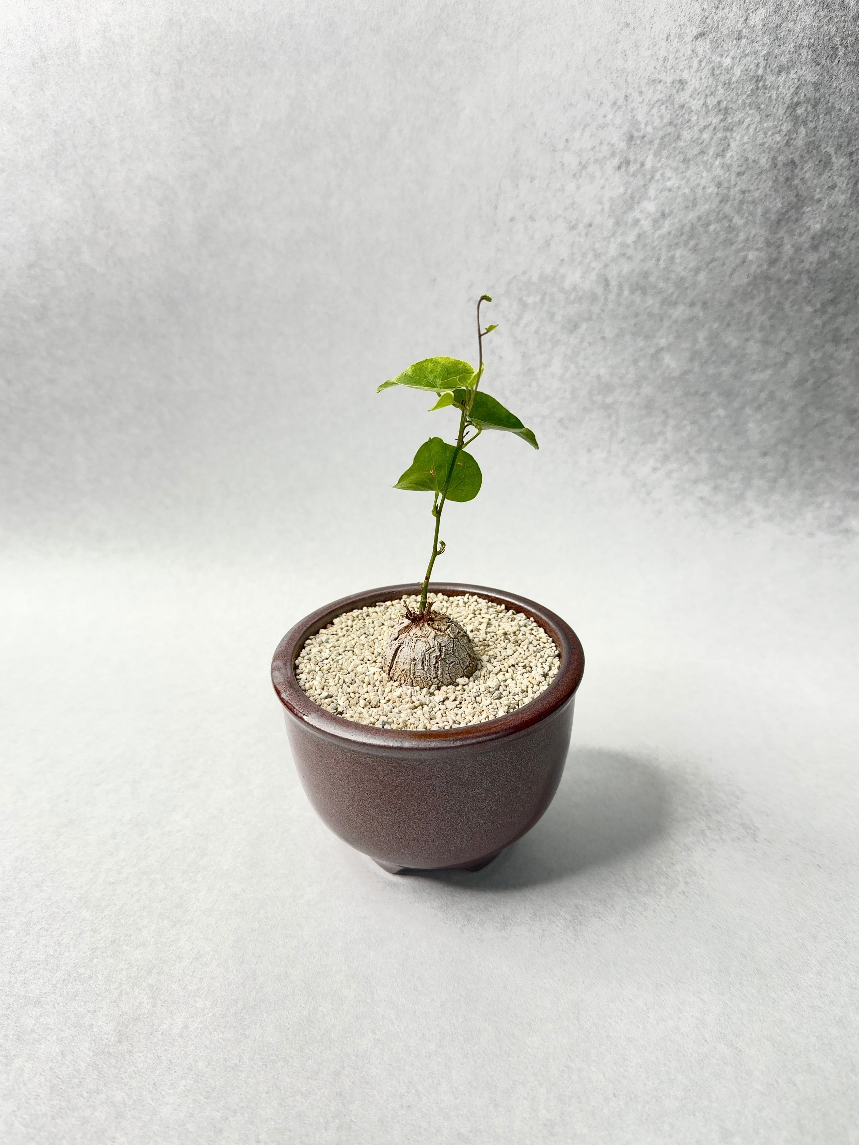 ディオスコレア・亀甲竜 | trigger