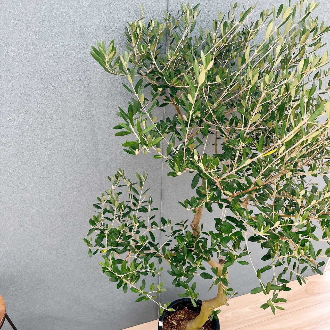 現品］13番 創樹 オリーブ ネバディロブランコ 8号 観葉植物 大型 屋外