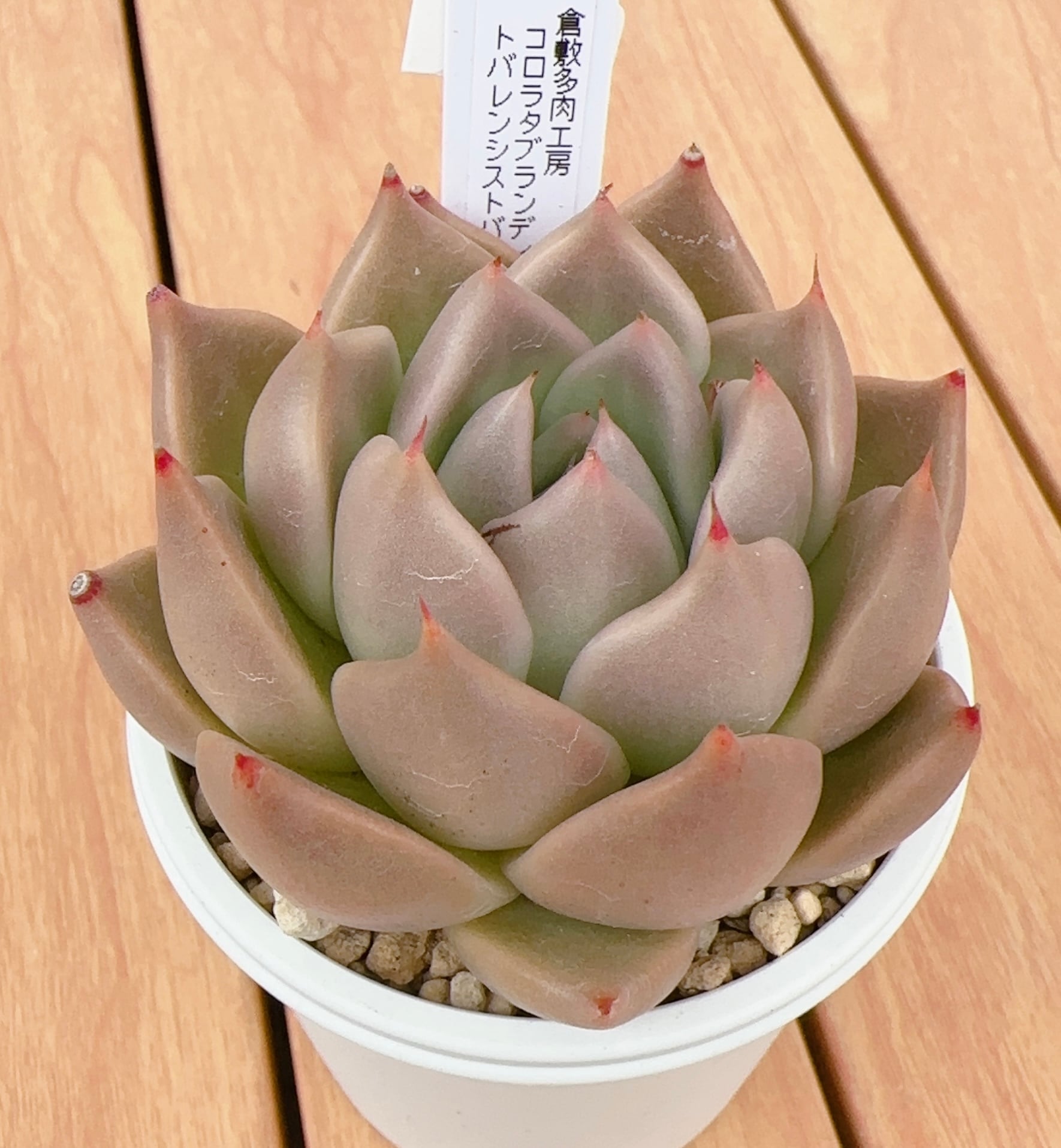 寄せ植え苗ランダム10個セット | 倉敷多肉工房