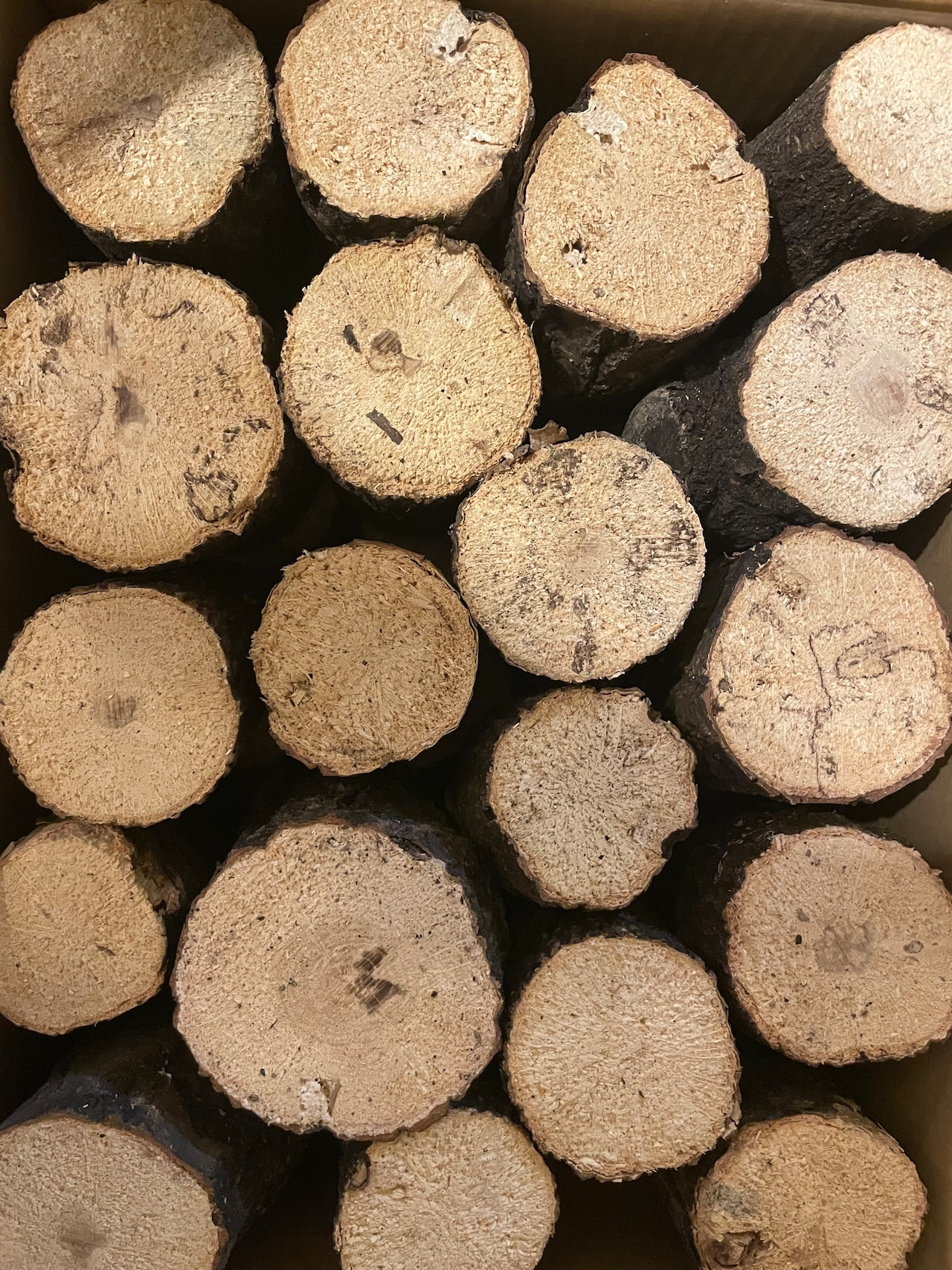 バクテリア材 産卵木Lサイズ1本入り