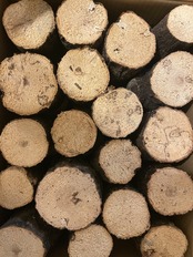 バクテリア材 産卵木Lサイズ1本入り