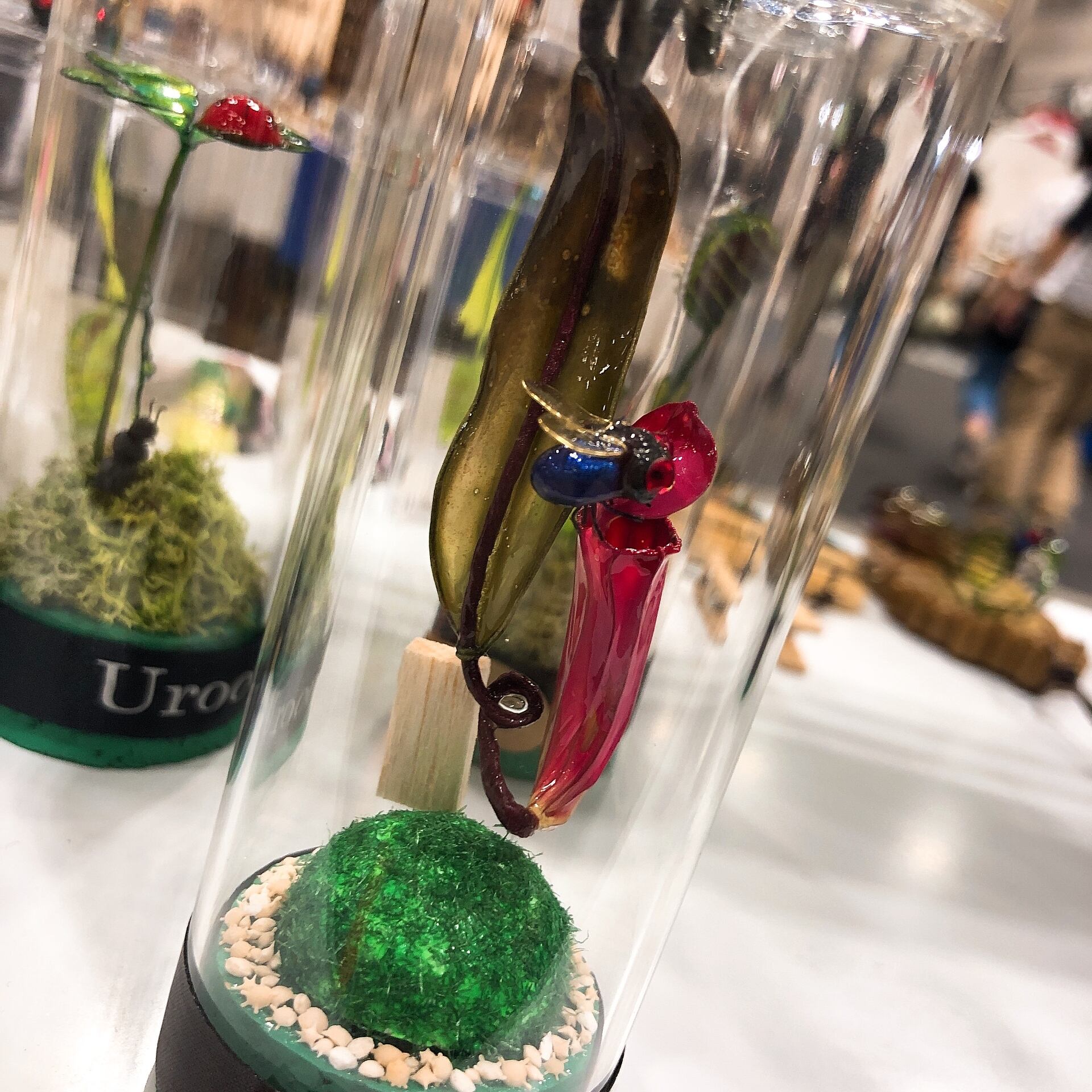 食虫植物のテラリウム 鱗組 Urocogumi