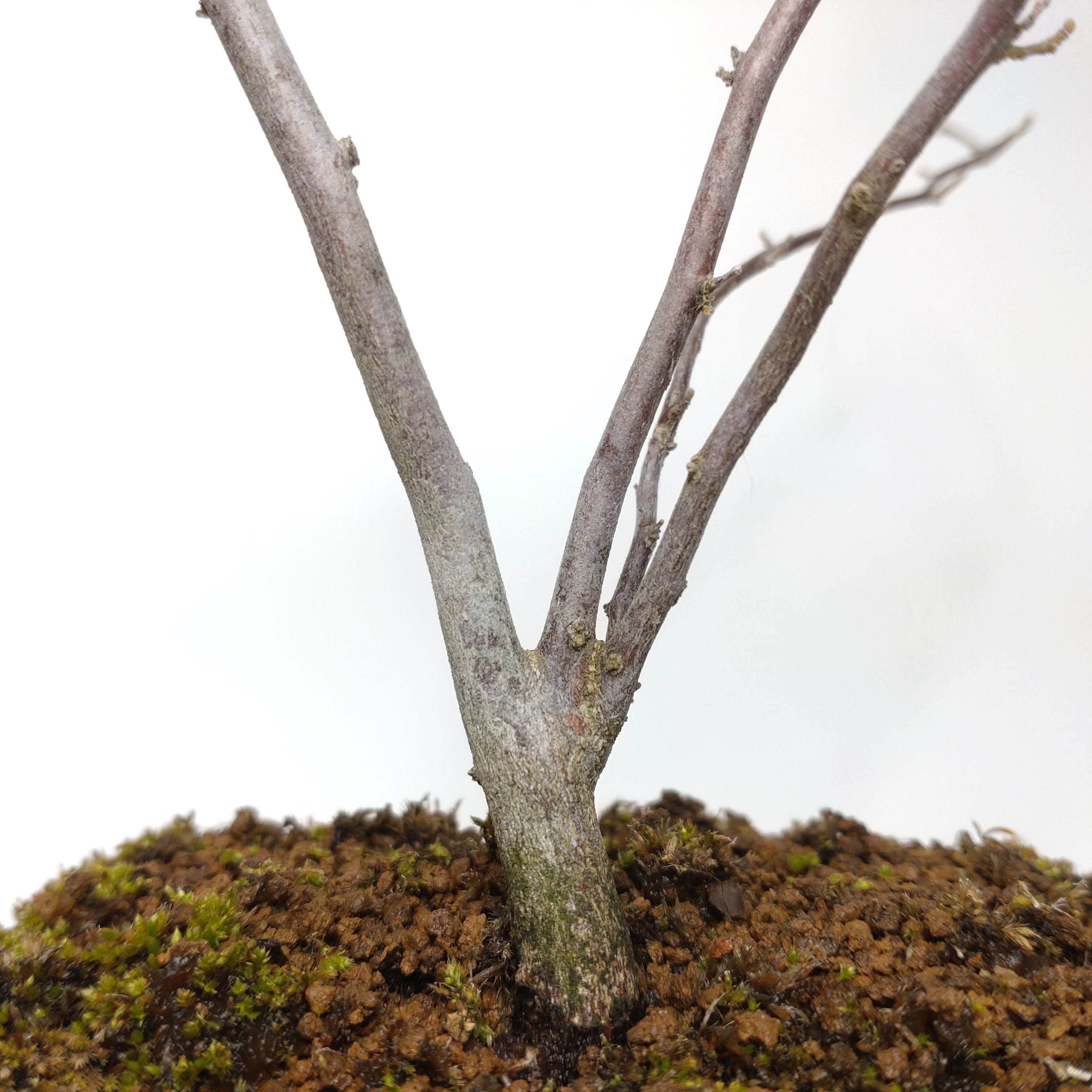 エゴノキ盆栽 SS016 | 盆栽創【Bonsaisou】