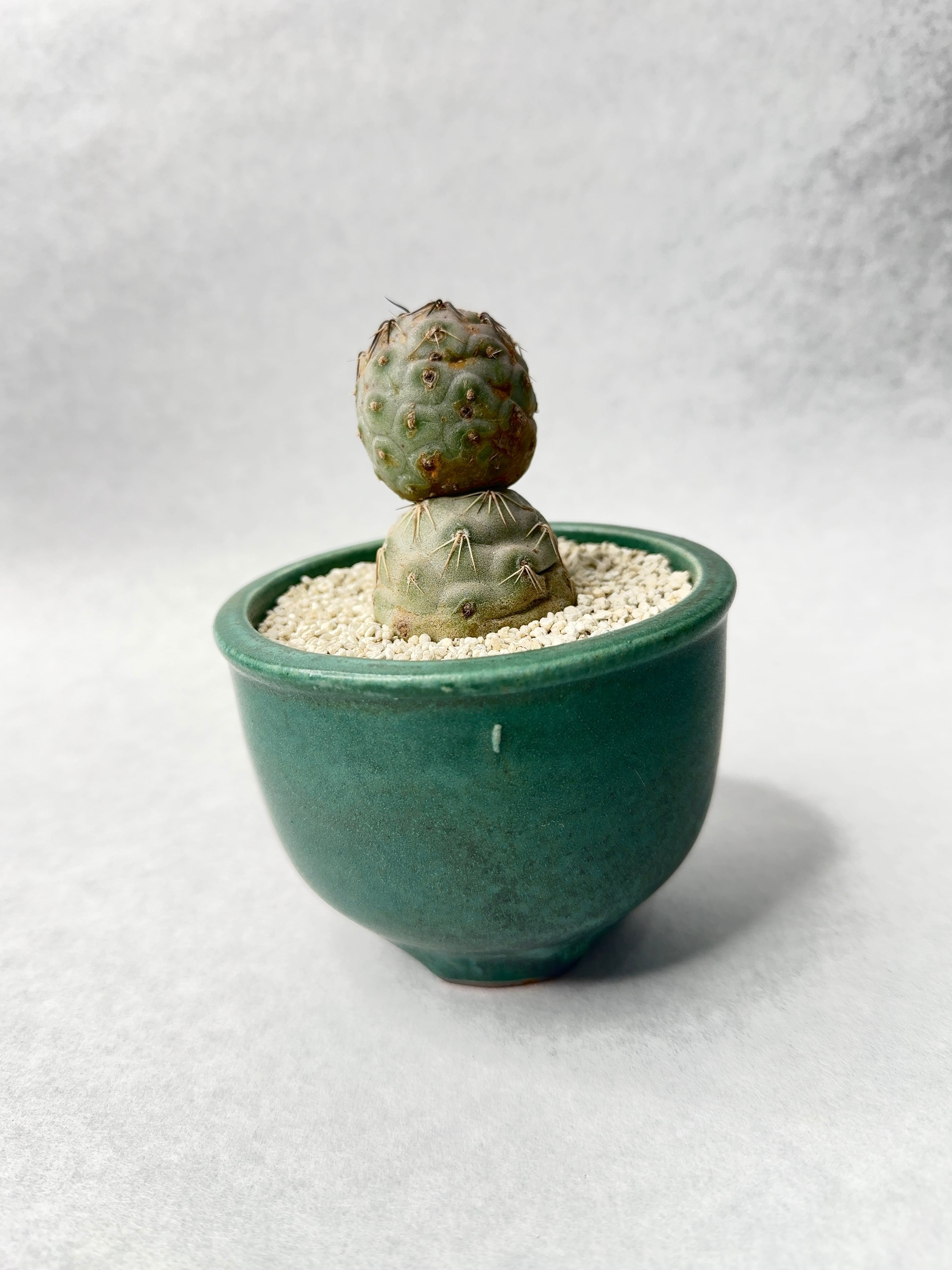 美株　テフロカクタス ゲオメトリクス 3玉　ミッキー型　鉢付き 美株 テフロカクタス ゲオメトリクス 3玉 ミッキー型 鉢付き