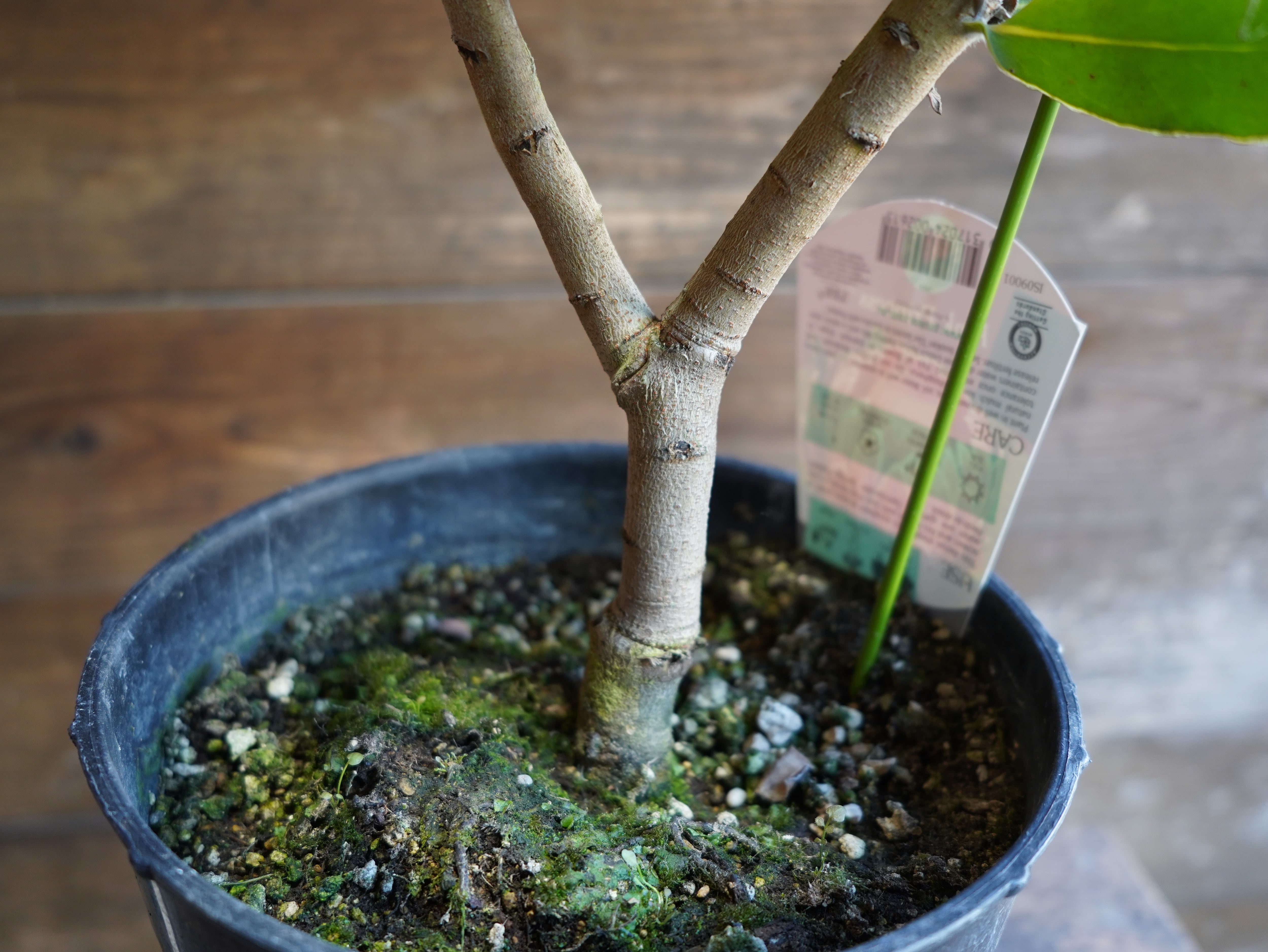 【現物】プロテア "ピンクプリンセス"