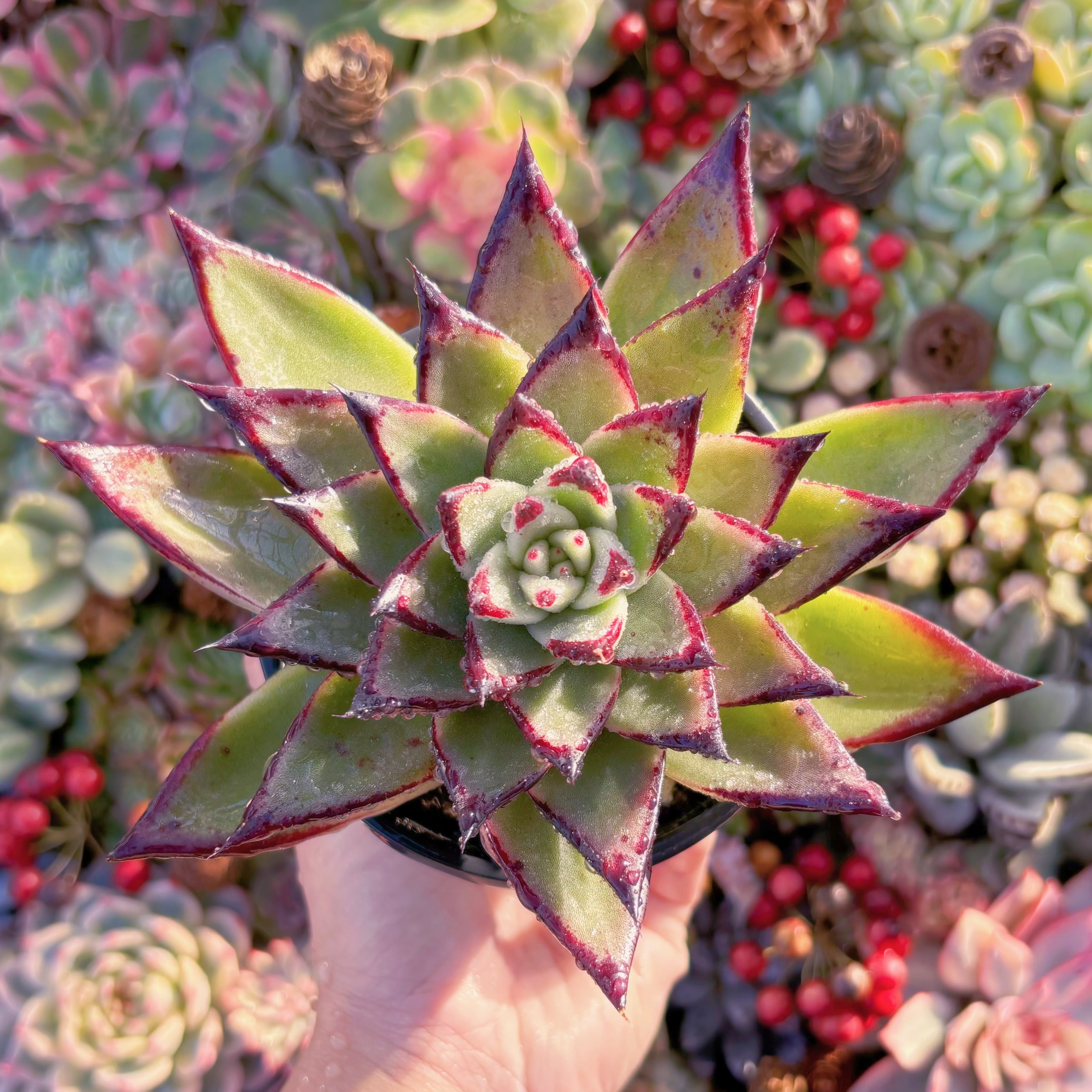 現品　黒魔王#653　るる農園