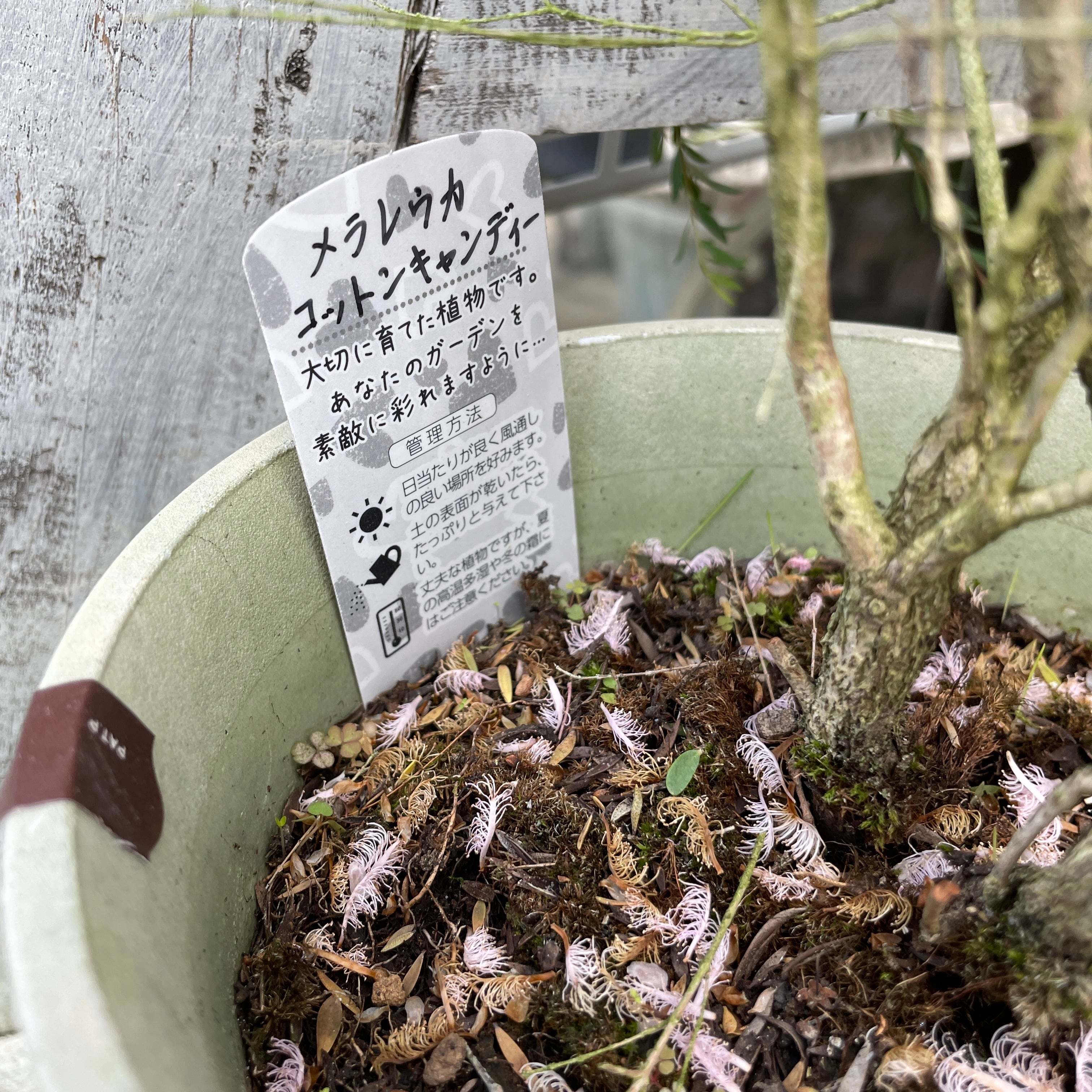 ふわふわ 綿毛みたいな羽毛のような花を咲かせる メラレウカ コットン