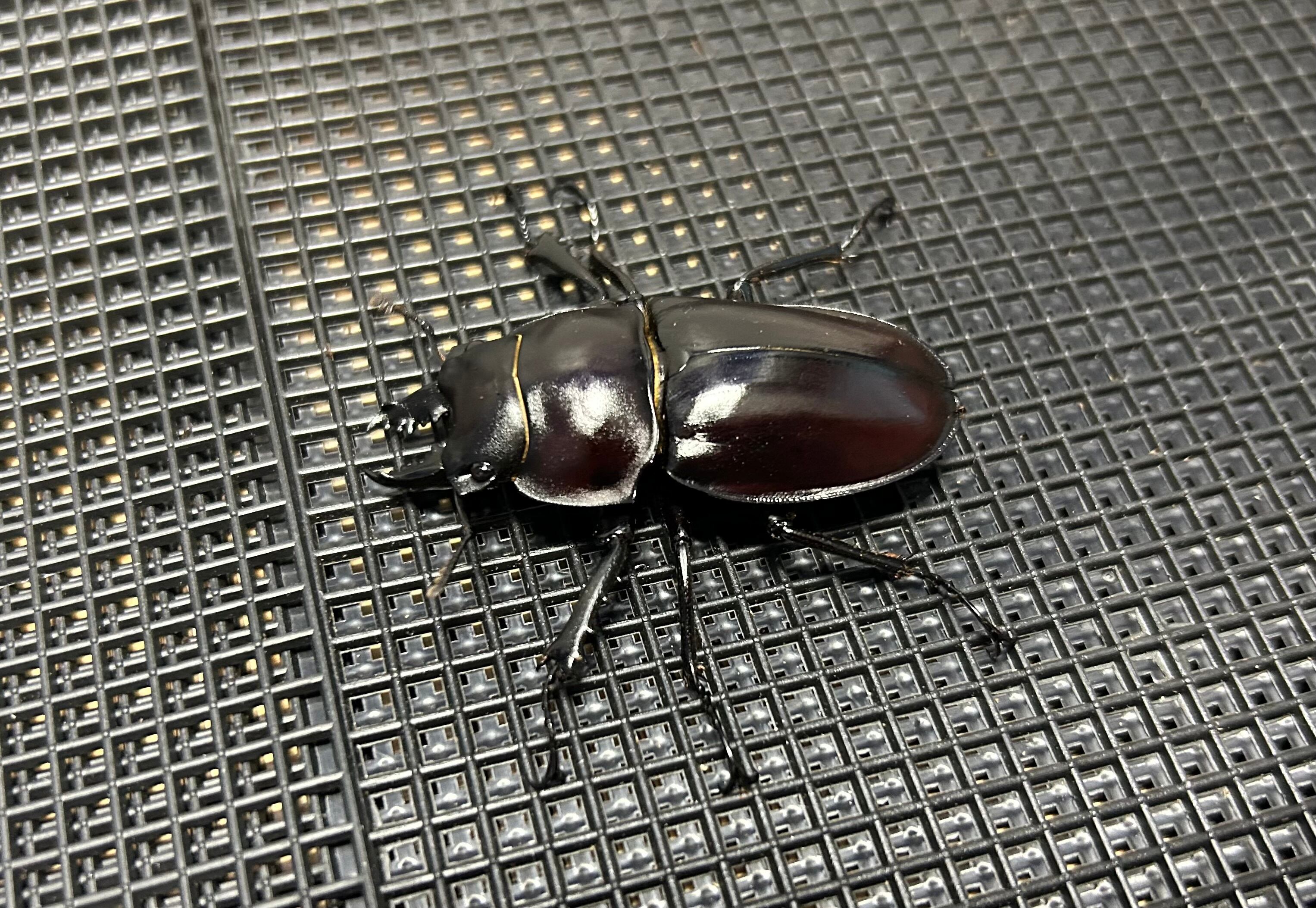 ヤエヤママルバネ　大歯2♂　WF1 ヤエヤママルバネクワガタの大歯型は簡単！～3令幼虫からは「860cc