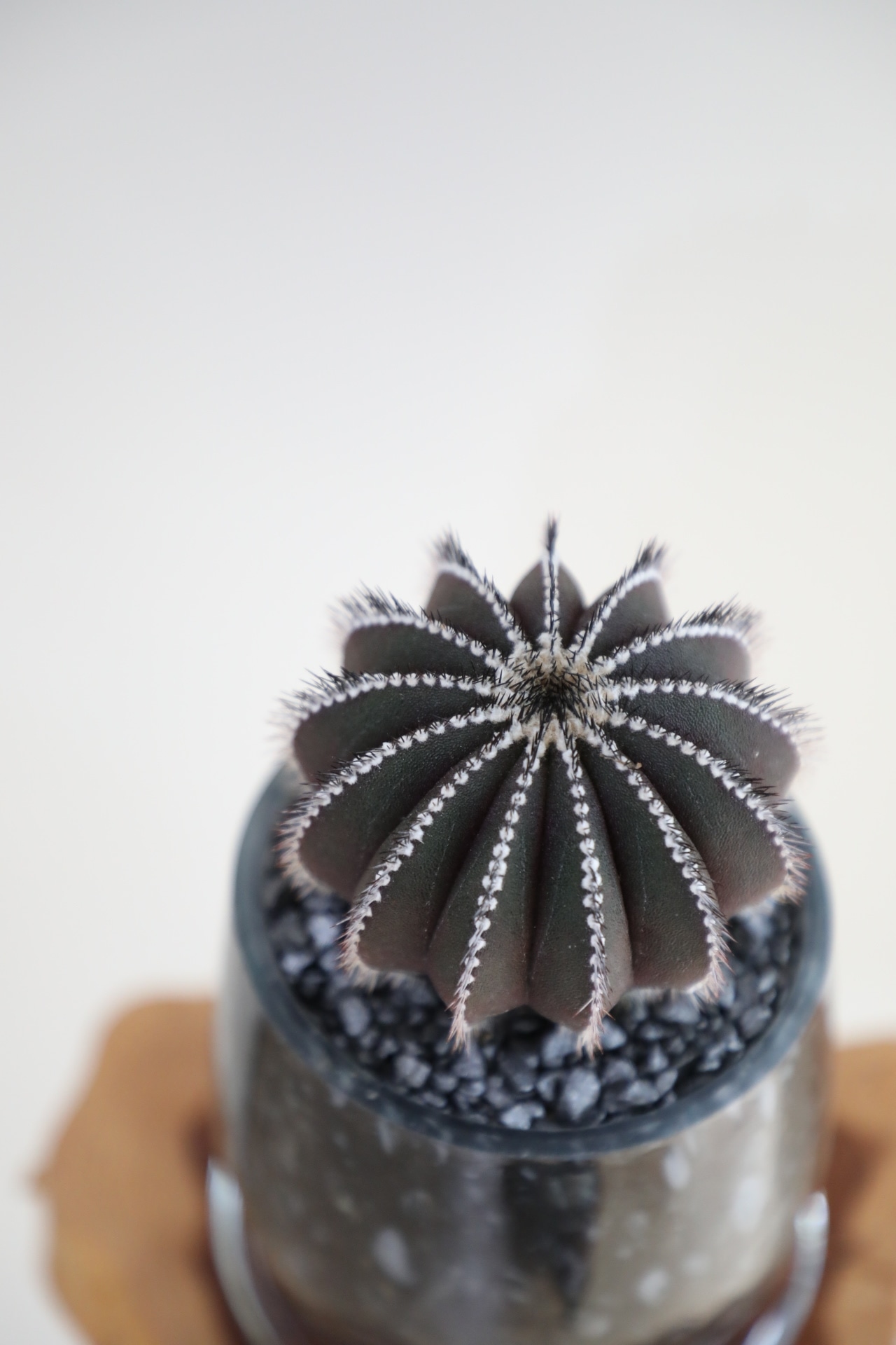 【S】ユーベルマニア・ペクチニフェラ/Uebelmannia pectinifera ※ガラス鉢付き