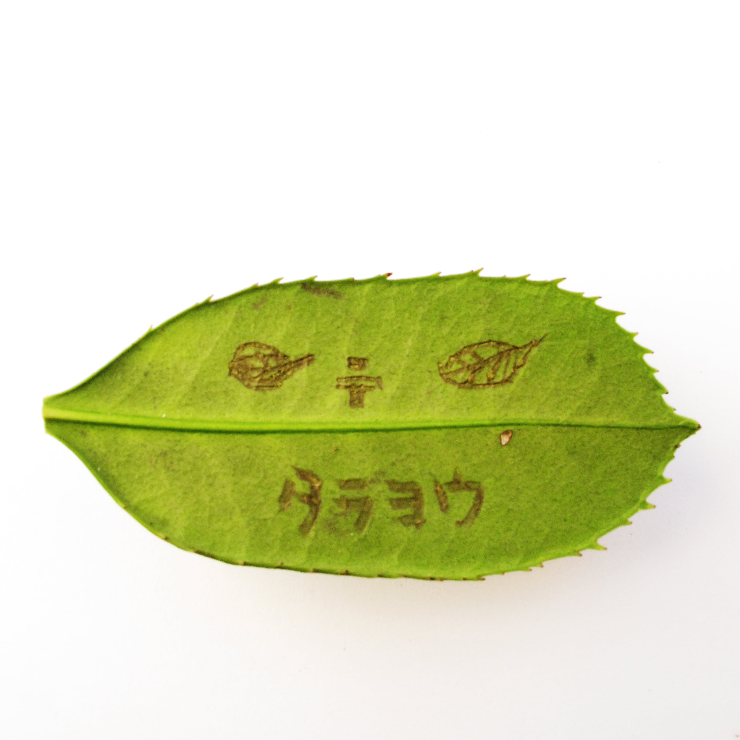 187e84f3a9750e90994b6974c5c8d7