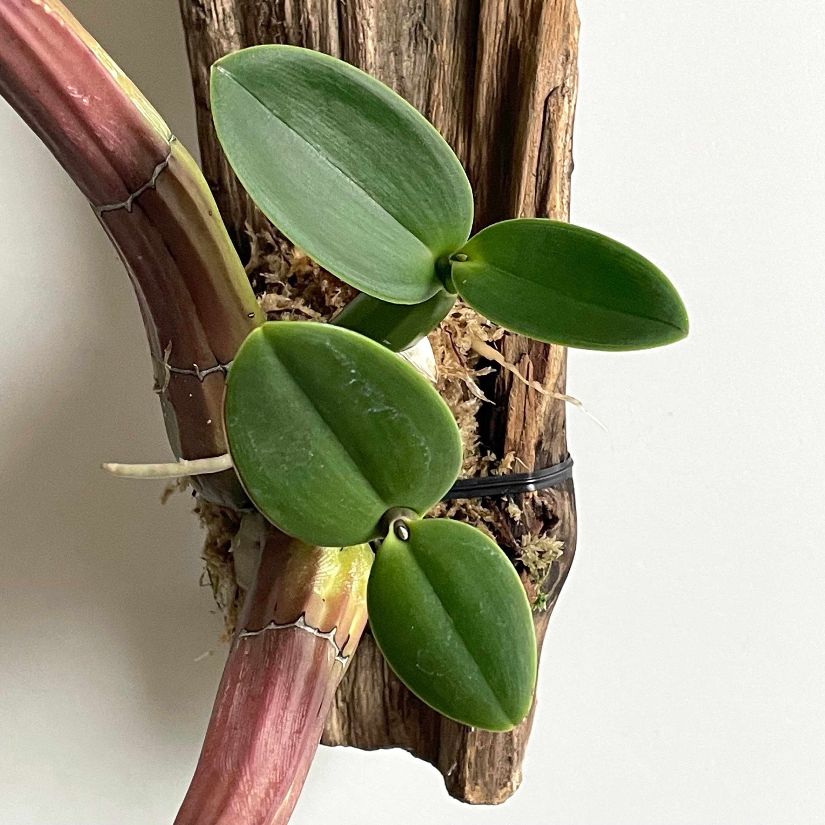 ミルメコフィラ・ティビキニス アリ植物 | 地球屋