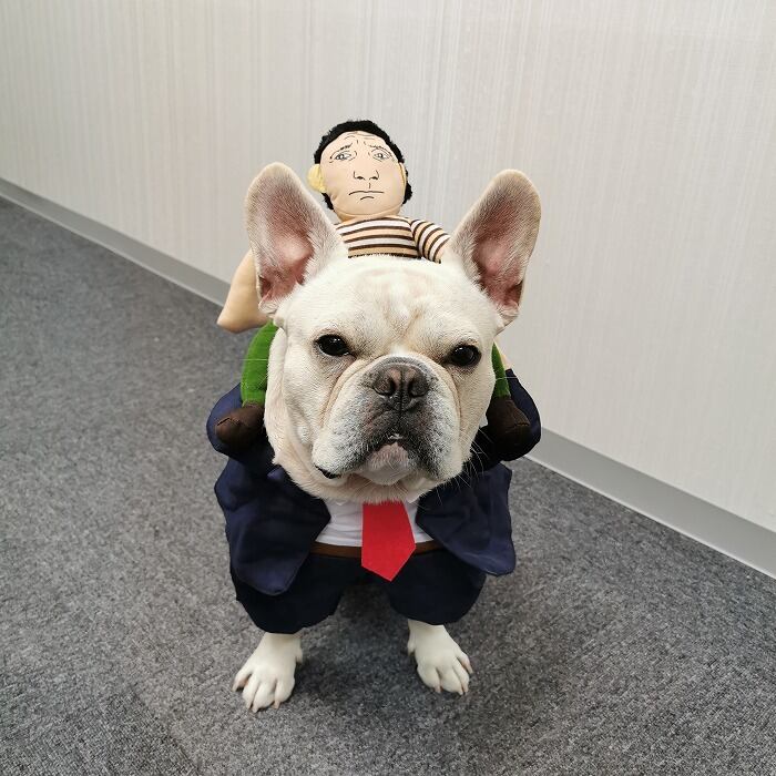 市場 犬 カーラー ペット服 パーマ おもしろグッズ 猫 カツラ コスプレ フレンチブルドッグ 変装 服 可愛い