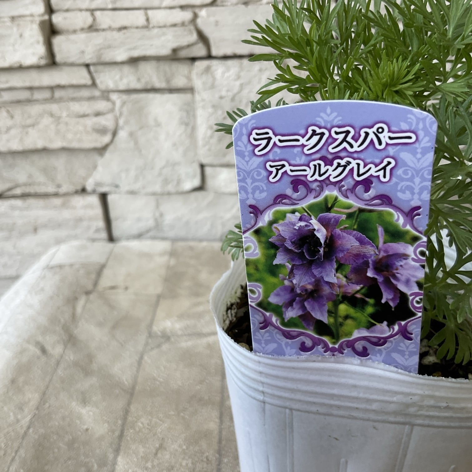 送料無料】胡蝶蘭マザーチーク 5寸鉢 | 橋本種苗園