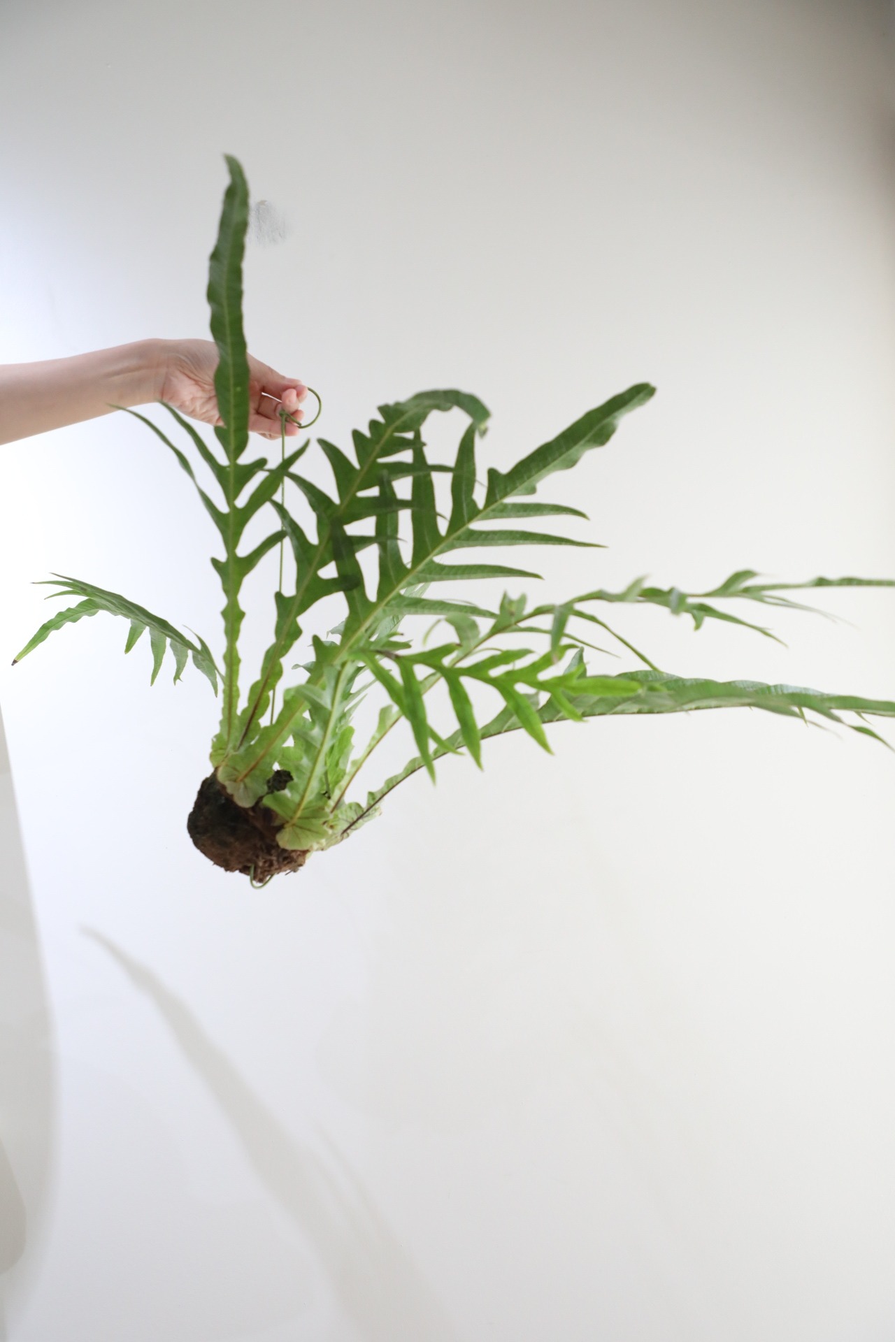 【M】アグラオモルファ コロナンス 苔玉　※ハンギング付き