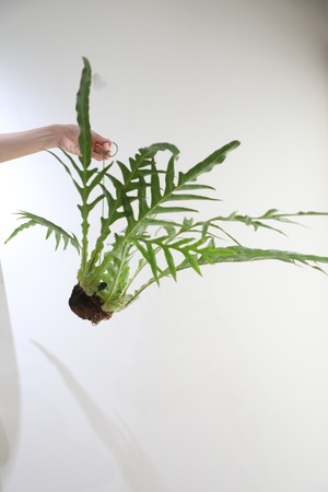 【M】アグラオモルファ コロナンス 苔玉　※ハンギング付き