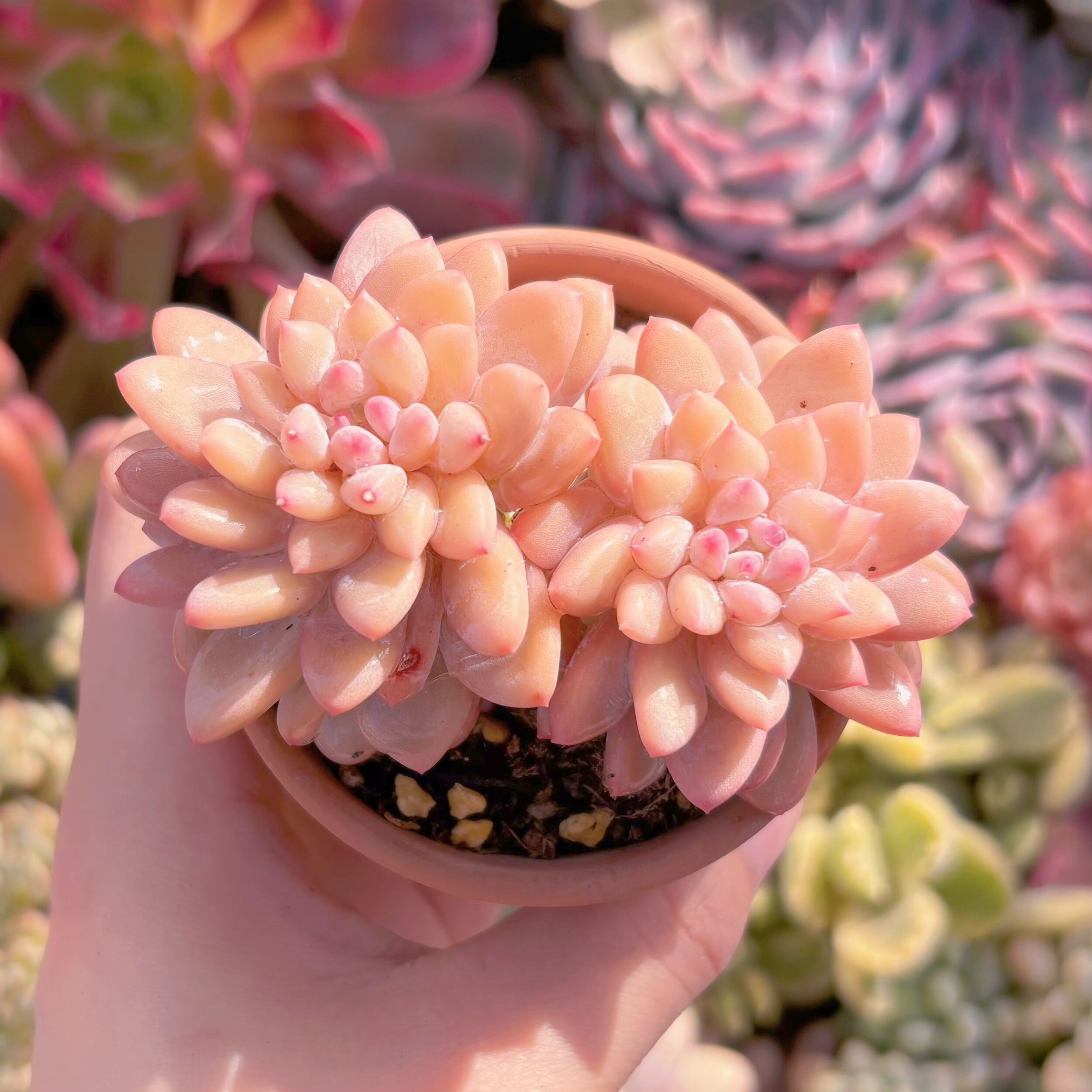 現品　ストロベリークリーム#863　るる農園